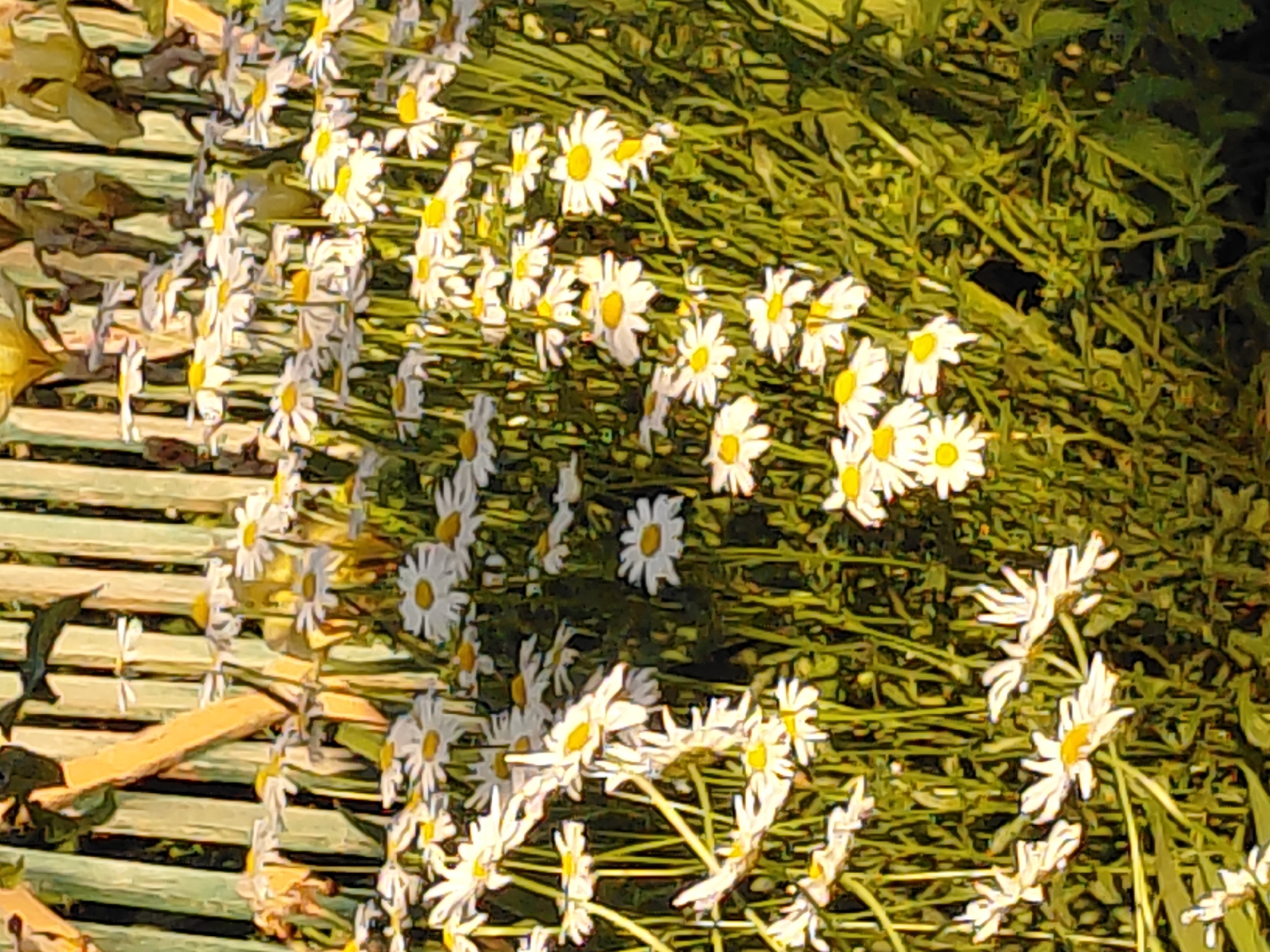 The media file depicts a close-up view of a field of white daisies with yellow centers, interspersed with green foliage. The flowers are densely packed, with many in various stages of bloom. Some of the daisies are facing the camera, while others are angled away, creating a dynamic composition. The background consists of more foliage and what appears to be a wooden structure, possibly a fence or part of a seating area, with horizontal planks. The lighting suggests it is daytime, possibly late afternoon or early morning, given the dappled sunlight that highlights some of the petals and creates shadows. The overall impression is one of natural beauty and tranquility. The image's aesthetic suggests it may have been digitally enhanced or processed to have a slightly painterly or illustrative quality. There is no visible text in the media file. The location context of Новосёлово, Russia, does not provide specific visual cues within the image itself, but it sets a geographical context for the natural scene.