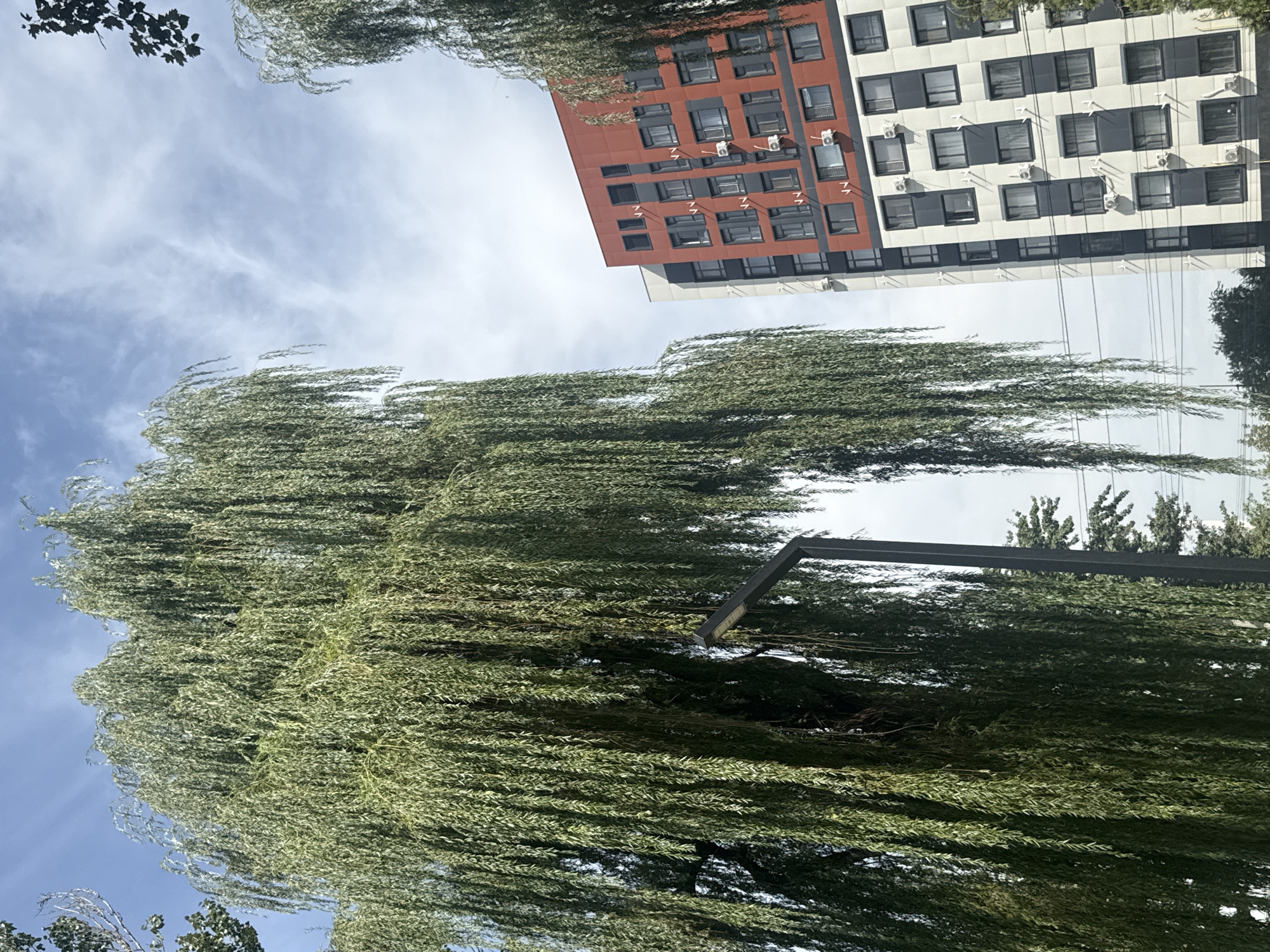 A tall, drooping willow tree dominates the left side of the frame, its long, slender branches cascading downwards. To the right, a modern, multi-story apartment building stands prominently. The building features a striking facade with sections of bright red and patterned grey and white panels. Numerous windows, some with air conditioning units attached, are visible across its surface. A black lamppost is positioned in front of the willow tree, its light fixture visible among the leaves. Power lines are strung across the scene. The sky above is a pale blue with wispy white clouds. The setting appears to be an urban environment, likely Bishkek City, Kyrgyzstan, given the architectural style of the building and the presence of vegetation common in the region.