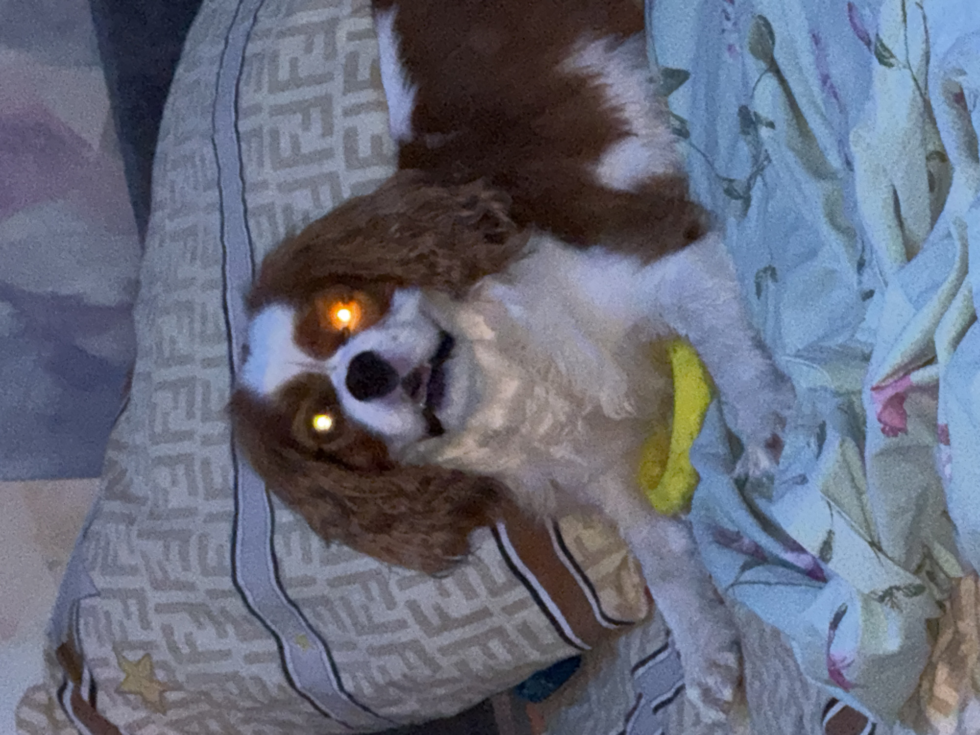 A medium shot captures a Cavalier King Charles Spaniel lying on a bed. The dog's eyes are illuminated by an orange glow, possibly from a flash or phone camera. The dog is predominantly white with brown markings on its head and back. It is wearing a yellow collar or toy around its neck. Behind the dog, a pillow with a repeating Fendi logo pattern is visible. The dog is resting on a light blue comforter with a floral pattern. The overall environment appears to be indoors, likely a bedroom, in an unknown location.