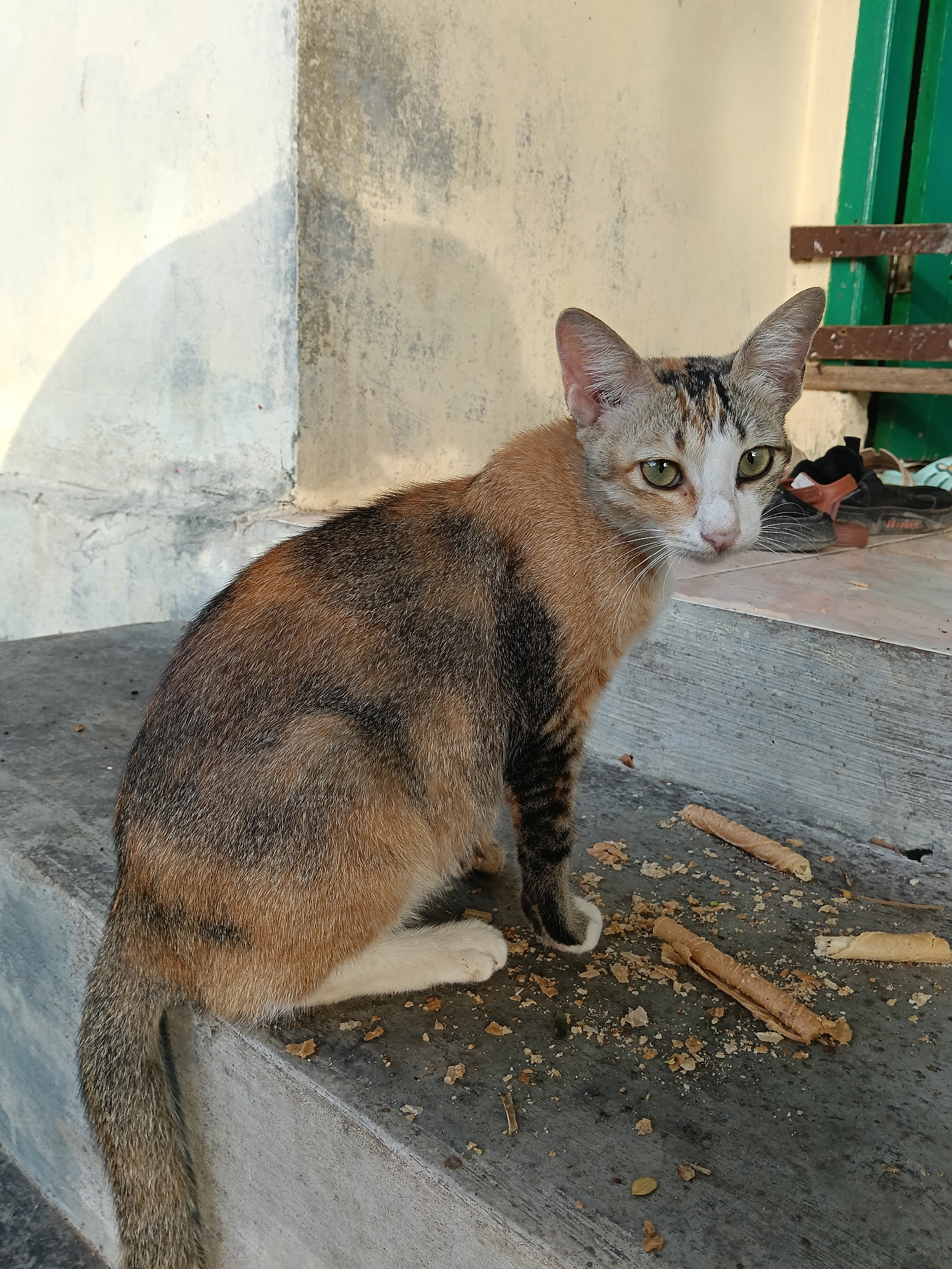 A calico cat sits on a concrete ledge next to crumbled and whole wafer rolls. The cat has a mottled coat of brown, black, and orange, with white paws and chest. The background includes a weathered wall with a shadow and a green wooden structure with a bench. The location is likely in Lhokseumawe, Indonesia.