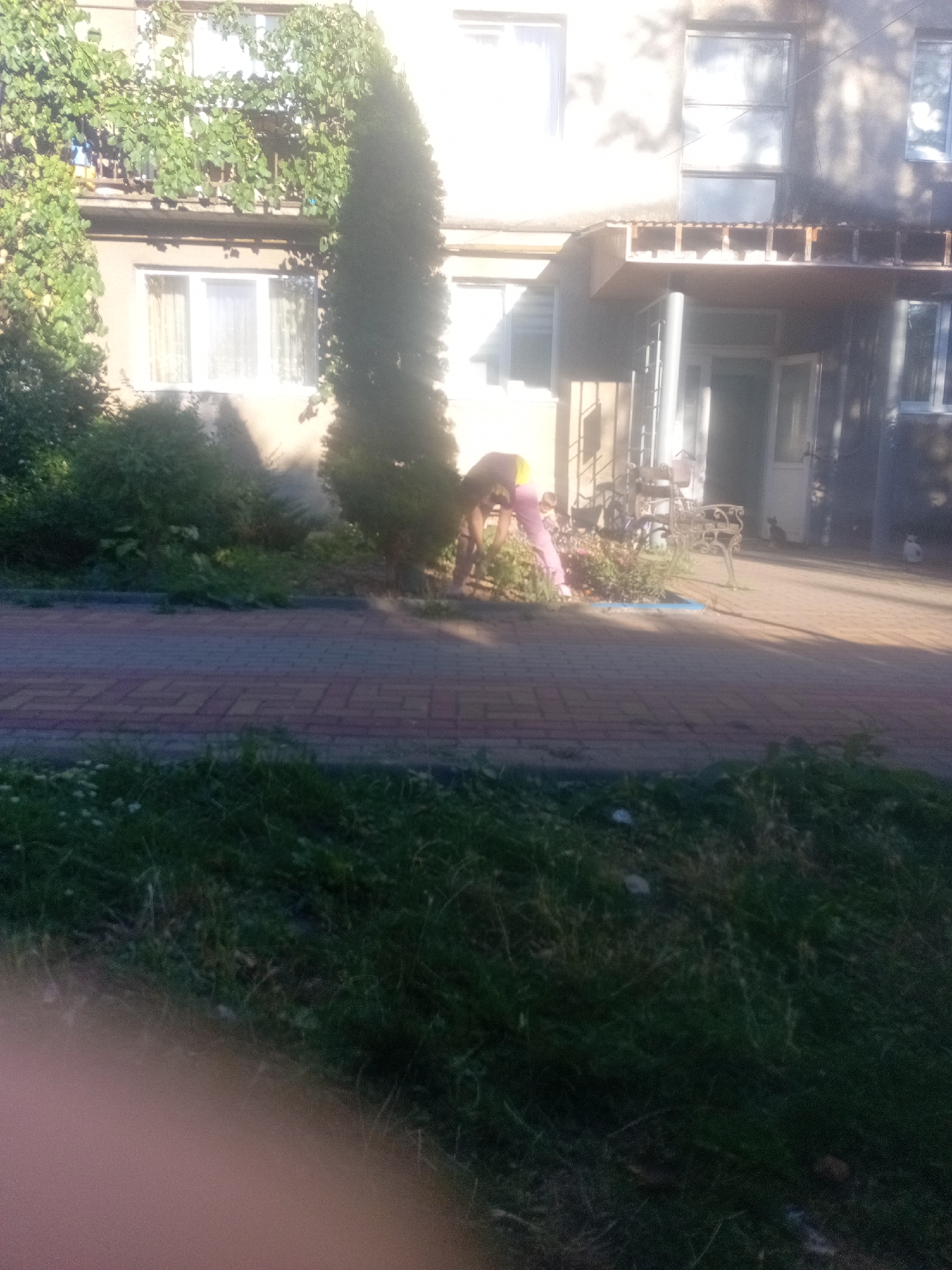 A person is tending to plants in front of a building. The person is wearing a yellow top and pink pants and is bent over, suggesting they are weeding or pruning. Behind the person, there are several windows and a door on a building that appears to be an apartment complex. The area in front of the building is paved with brick, and there is a bench with an ornate metal design to the right of the person. Lush green vegetation, including trees and bushes, surrounds the area. The scene suggests a residential area in the city of Tiachiv, Ukraine, likely a courtyard or entrance to an apartment building where residents maintain the surrounding greenery.