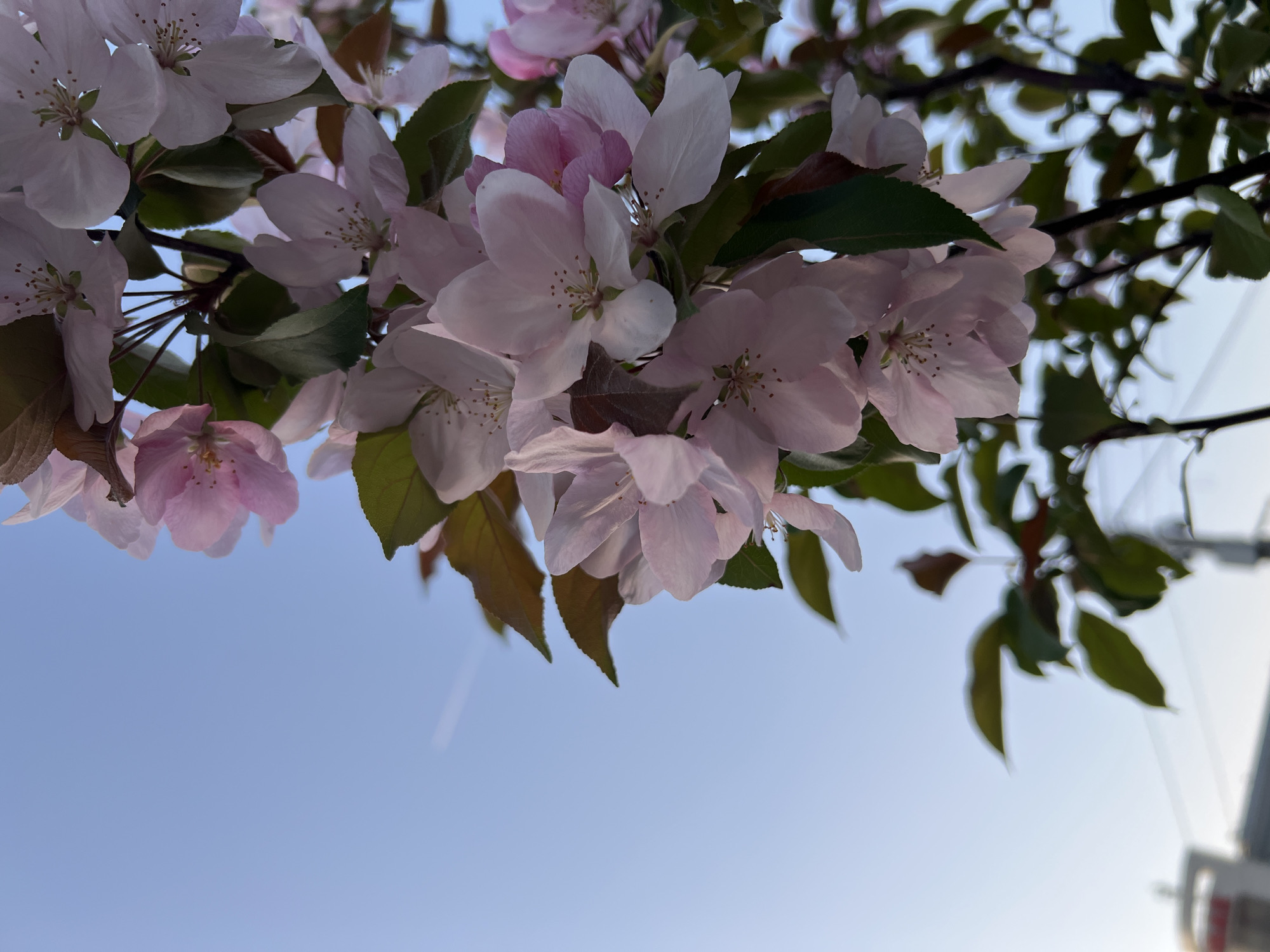 The image shows a cluster of pink and white blossoms against a pale blue sky. The blossoms are likely from a flowering tree branch extending from the top of the frame. Some green leaves are visible among the blossoms, along with some brown leaves. In the lower right corner, a portion of a building, likely an urban structure, is barely visible, suggesting the scene is located in a built-up area. Given the information about the location, it can be deduced the image was taken in the city of Chaikovsky, Russia, though specific landmarks or identifiable features are absent from the image.