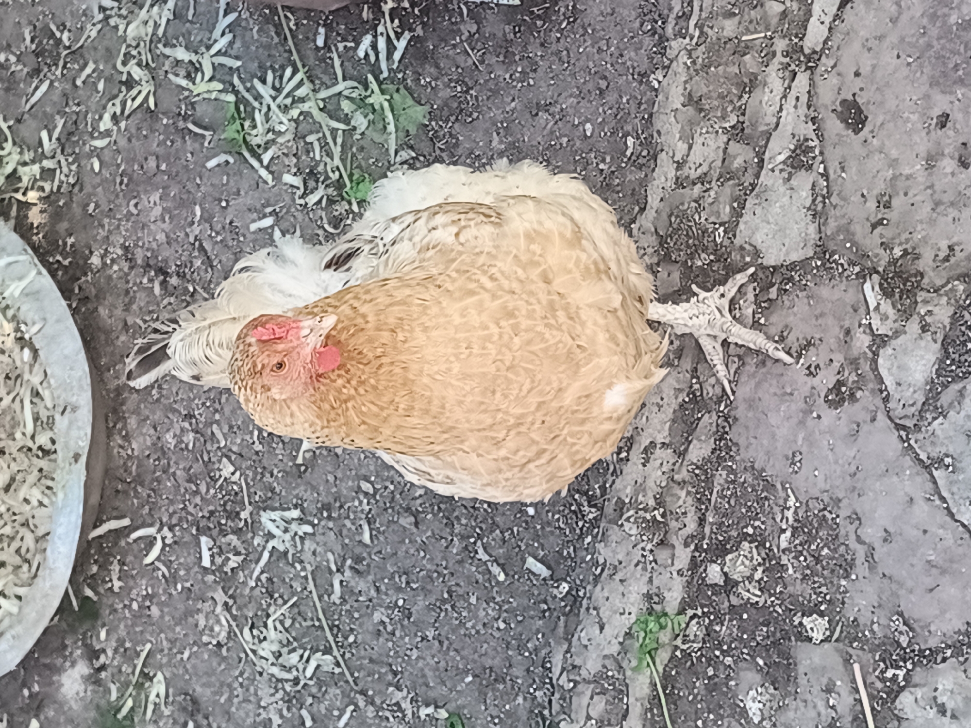 A light brown hen stands on cracked concrete outdoors. The hen is facing forward, with its head slightly tilted to the left. Its comb is red, and its eye is visible. The hen's right leg is raised, showing its scaly foot with three toes pointing forward and one pointing backward. The ground is a mix of dirt, small stones, and dried grass or straw. In the upper left of the image, a portion of a metal or ceramic container filled with hay or similar material is visible. The environment suggests a farmyard or rural setting. The image was captured in Nova Mohylnytsia, Ukraine.