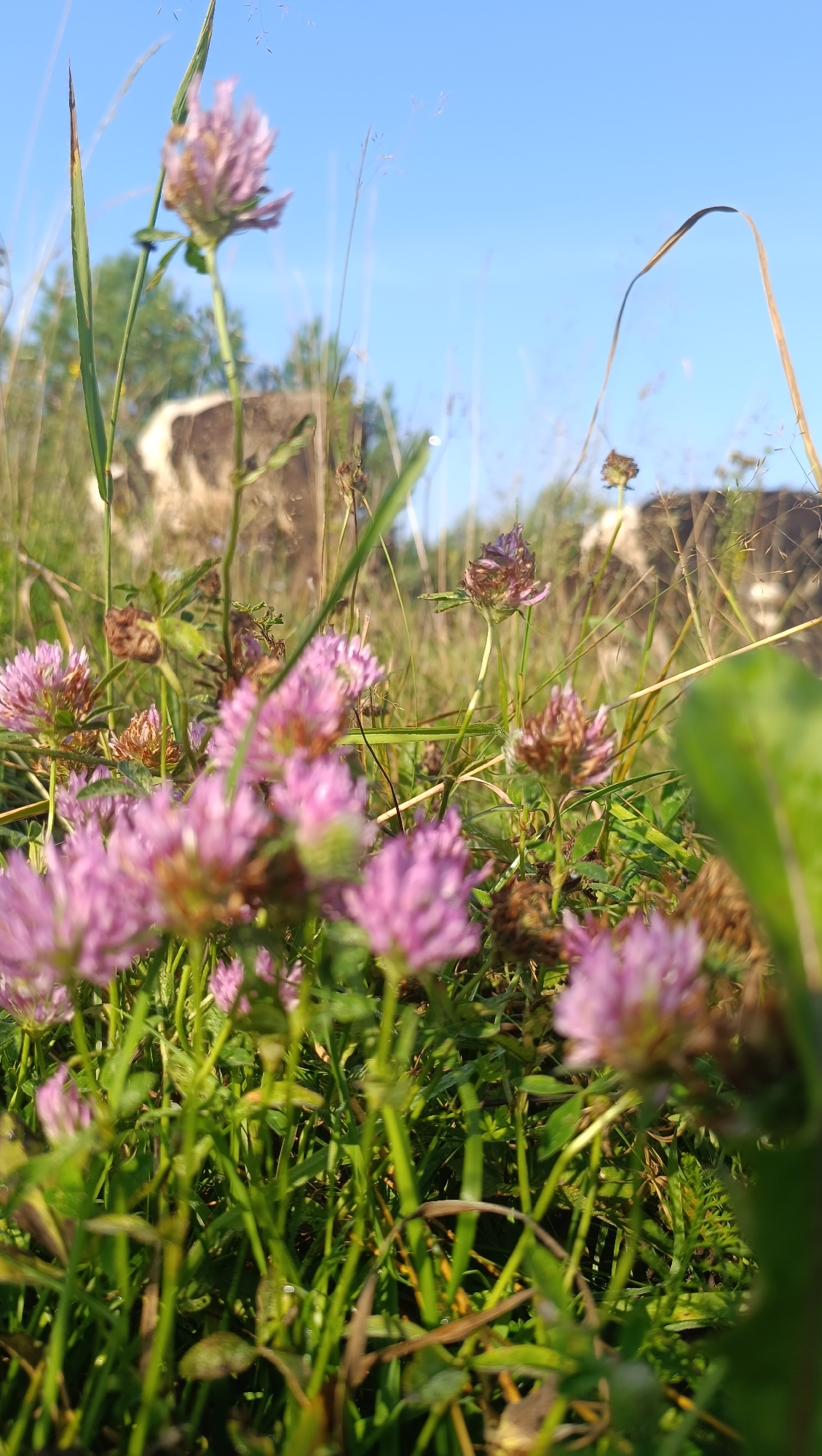 The image depicts a close-up view of a field of red clover flowers under a clear blue sky. The perspective is low to the ground, emphasizing the details of the flowers and grass. In the background, there are blurry shapes that appear to be cows, suggesting a rural or agricultural setting. The overall impression is one of a natural, sunlit environment. The image is taken in Karsha, Russia.
