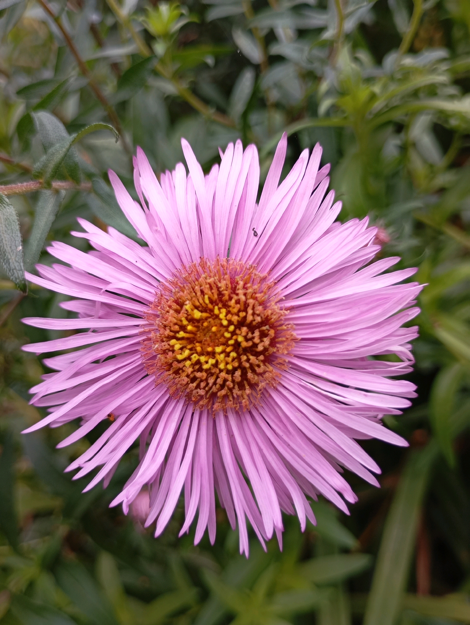 A close-up, high-angle shot focuses on a single, vibrant pink aster flower in full bloom. The flower's numerous thin, ray-like petals radiate outward from a detailed, fuzzy, brown and yellow center. A tiny black insect is visible on one of the petals in the upper left quadrant of the flower. The background is a soft blur of green foliage, with some lighter-colored leaves suggesting other plants or parts of the same plant. The lighting is natural and diffused, highlighting the delicate texture of the petals and the intricate detail of the flower's center. The overall impression is one of natural beauty and the intricate detail found in the flora of Chaikovsky, Russia.