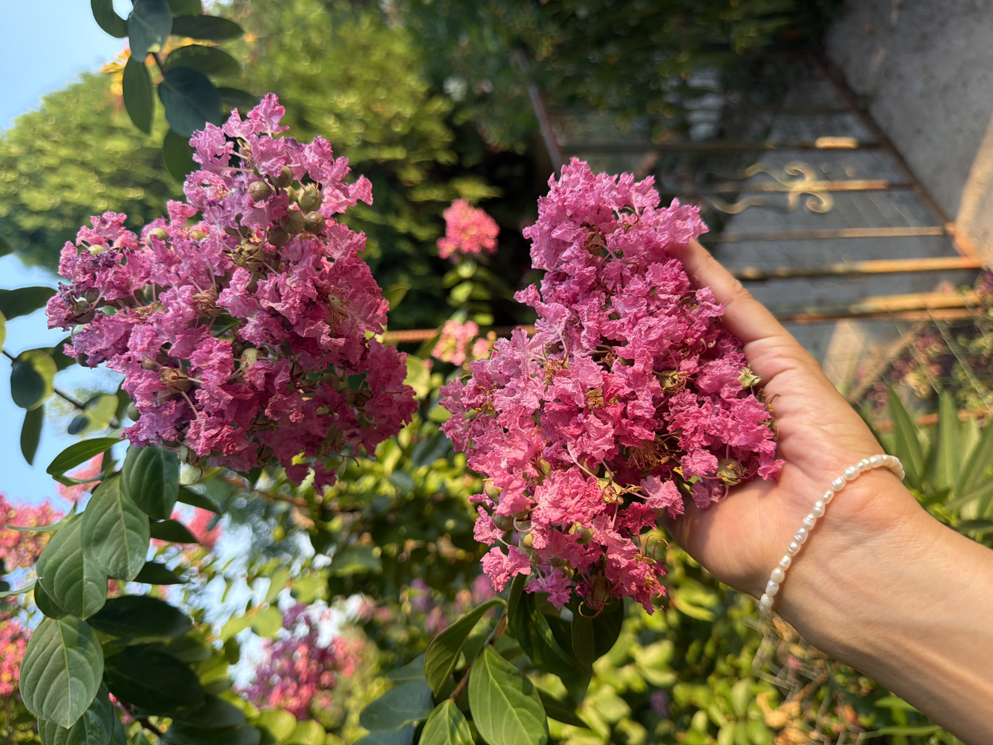A close-up shot showcases a hand wearing a pearl bracelet holding a cluster of vibrant pink crepe myrtle flowers. The flowers are in full bloom, with delicate, crinkled petals. Green leaves from the same plant are visible in the background, framing the flowers. The background is softly blurred, suggesting an outdoor setting with sunlight filtering through trees, possibly in the city of Generalovo, Bulgaria. A glimpse of a rustic metal fence and a paved walkway can also be seen. The lighting suggests it is either early morning or late afternoon.