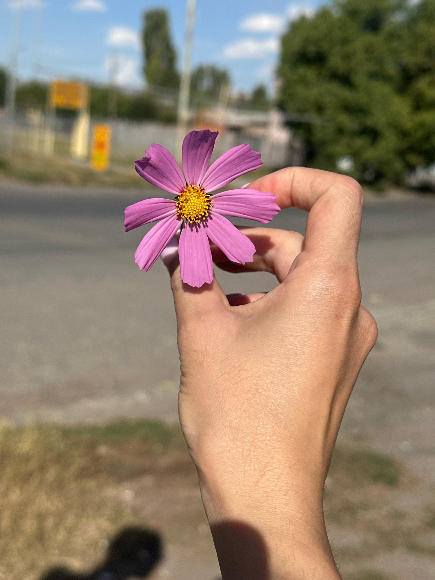 A human hand, with fair skin and visible fine hairs, holds a single pink cosmos flower with a yellow center between its thumb and forefinger. The flower is in the foreground and is sharply in focus. Behind the hand and flower, the background is blurred, showing a paved road, a patch of dry grass and dirt, a green tree, and a blurry street scene with buildings and yellow traffic signs under a bright blue sky with scattered white clouds. The image appears to have been taken outdoors on a sunny day. The environment suggests an urban or suburban setting, possibly a roadside or a park.