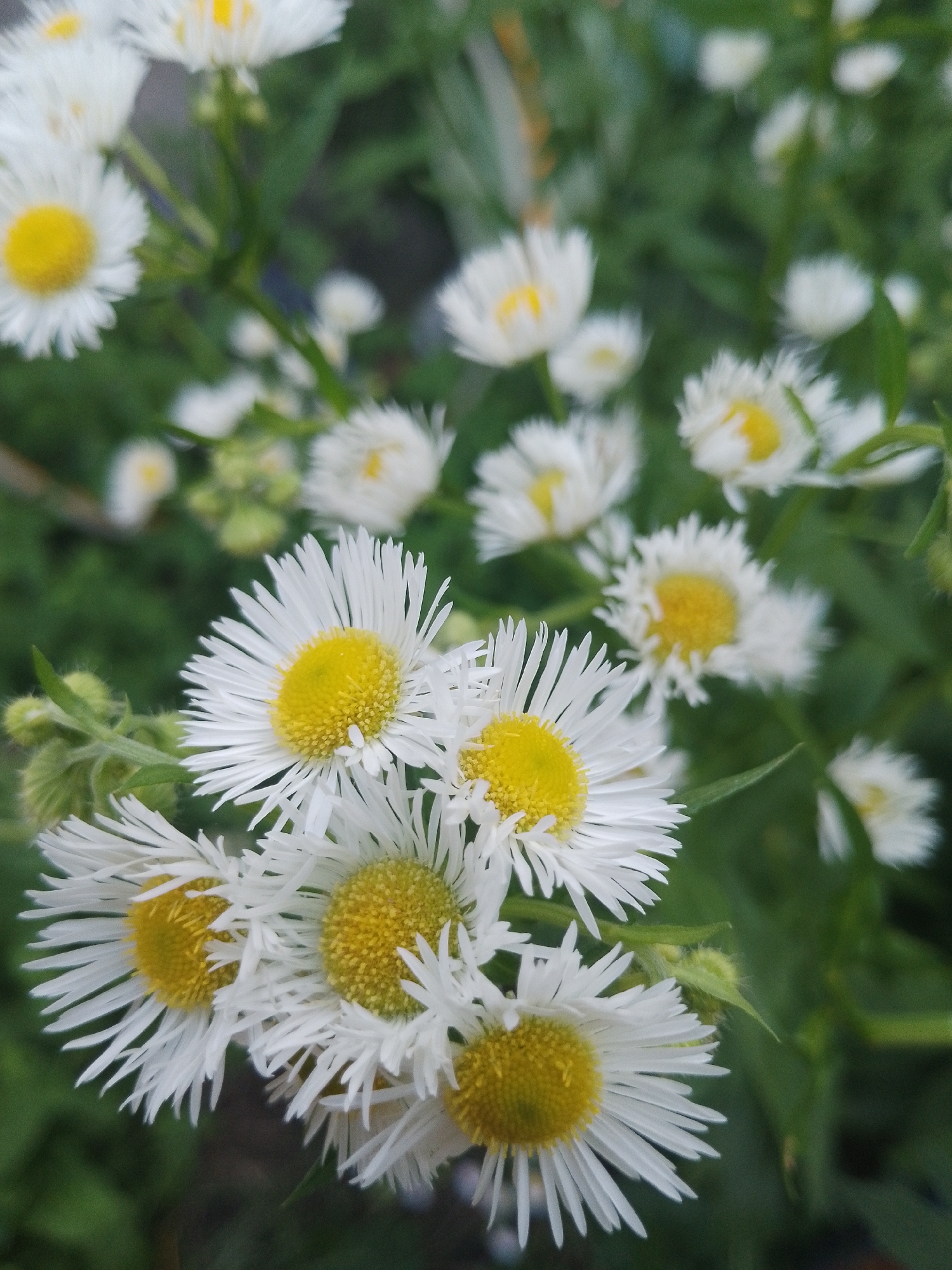 A close-up, high-angle shot displays a cluster of white wildflowers with yellow centers, set against a blurred green background. The flowers are in various stages of bloom, with some appearing fully open and others partially closed. Their delicate white petals radiate outward from the central yellow disk. The overall impression is one of natural beauty and abundance, with the soft focus of the background emphasizing the detail of the foreground flowers. The image conveys a sense of peacefulness and tranquility, evoking the feeling of a quiet moment in nature.