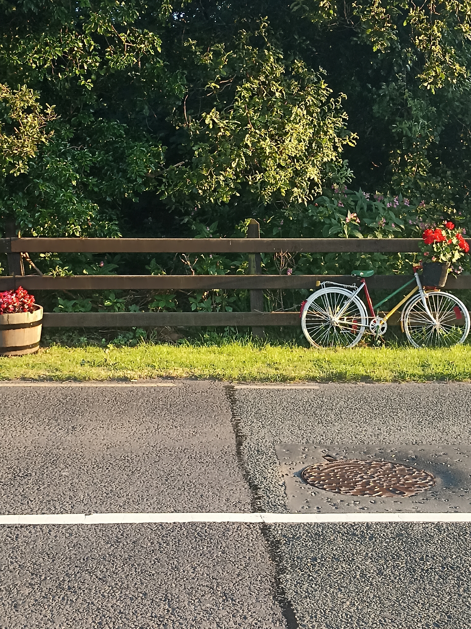 A weathered wooden fence runs horizontally across the middle of the image, backed by dense green foliage. To the left of the fence, a wooden barrel filled with red flowers sits on a strip of grass. To the right of the barrel, a colorful vintage bicycle, adorned with a basket of red flowers on its handlebars, is propped against the fence. The bicycle has a green seat and spokes on its white wheels. In the foreground, a paved road with a white line is visible, with a manhole cover slightly to the right. The scene appears to be outdoors, possibly in Annagry, Ireland, given the hint.