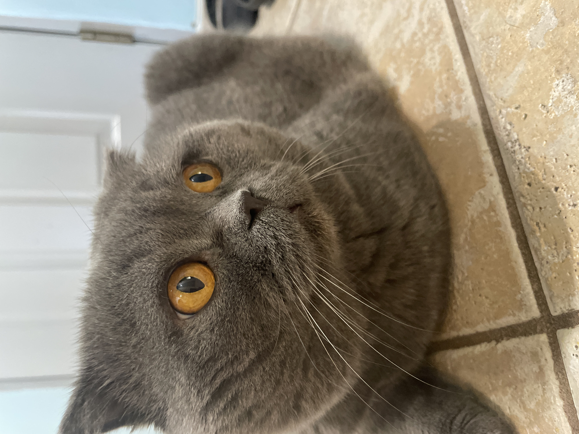 The primary subject of the image is a grey cat with prominent, vivid orange-yellow eyes, looking directly at the viewer. The cat has short, dense grey fur and long, white whiskers that fan out from its snout. Its pupils are narrow and vertical.
The cat appears to be lying down indoors, with its head slightly tilted. The background is divided between a light-colored, possibly white, door with a visible metal hinge on the left side of the frame, and light beige or tan tiled flooring on the right. The tiles show grout lines and have a somewhat textured, possibly natural stone appearance. The lighting is soft and even, suggesting an indoor environment without harsh shadows.
The image is oriented sideways, with the cat's head facing towards the top of the frame, indicating the photo was taken with the camera rotated or the cat is in an unusual pose, looking upwards. The cat's expression conveys alertness and curiosity. No discernible activity is taking place beyond the cat observing its surroundings. There is no visible text in the image.