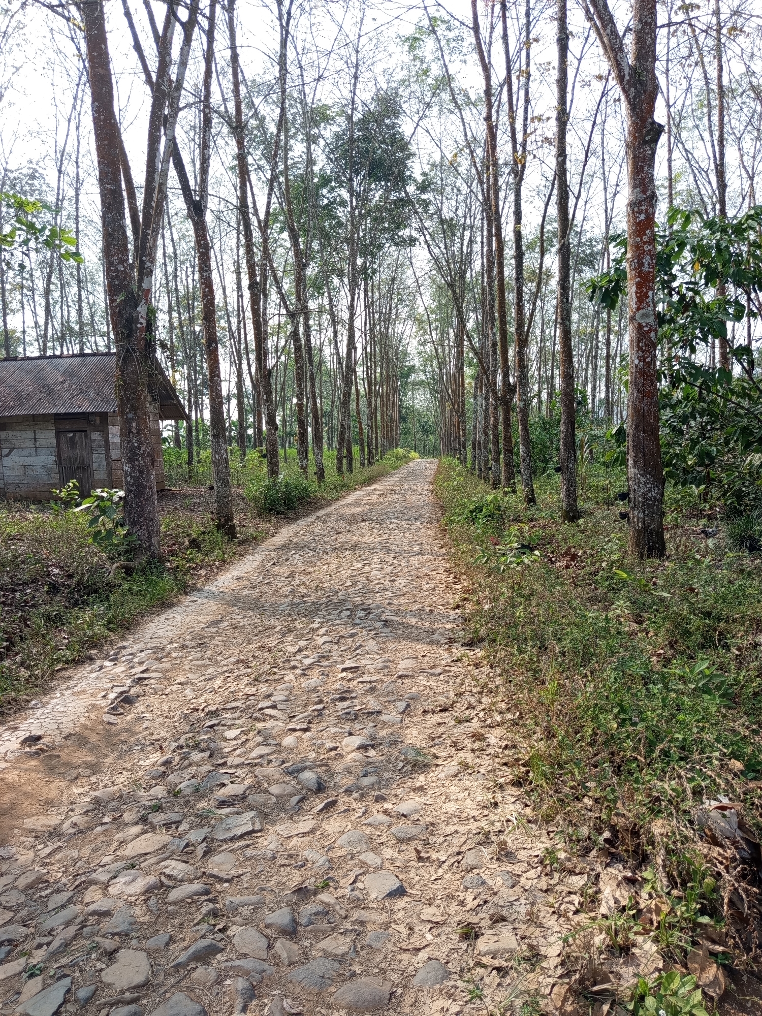A paved dirt road with cobblestones winds through a dense forest of tall, slender trees. The trees are mostly bare of leaves, with a few green branches visible on the right side of the image. The road is unpaved and appears to be made of large, irregular stones. To the left of the road, there is a small, dilapidated wooden building with a corrugated metal roof. The building is made of concrete blocks and has a wooden door. The ground is covered in dry leaves and sparse vegetation. The scene appears to be in a rural area, likely Indonesia, given the vegetation and building style.