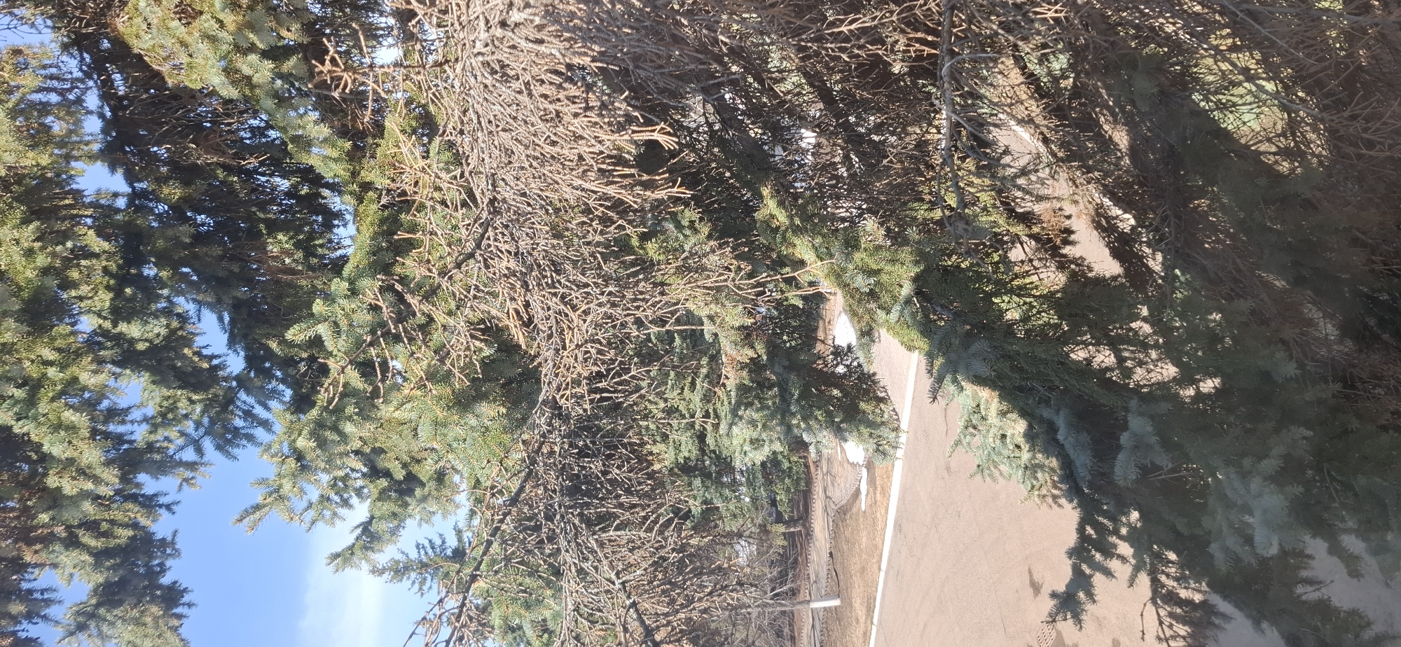 The image shows a view upwards through the branches of pine trees in Chaikovsky, Russia. Some branches are bare, while others have green needles. A paved road is visible at the bottom of the image, with patches of snow along its edge. The sky is visible in the upper left corner, with patches of blue.
