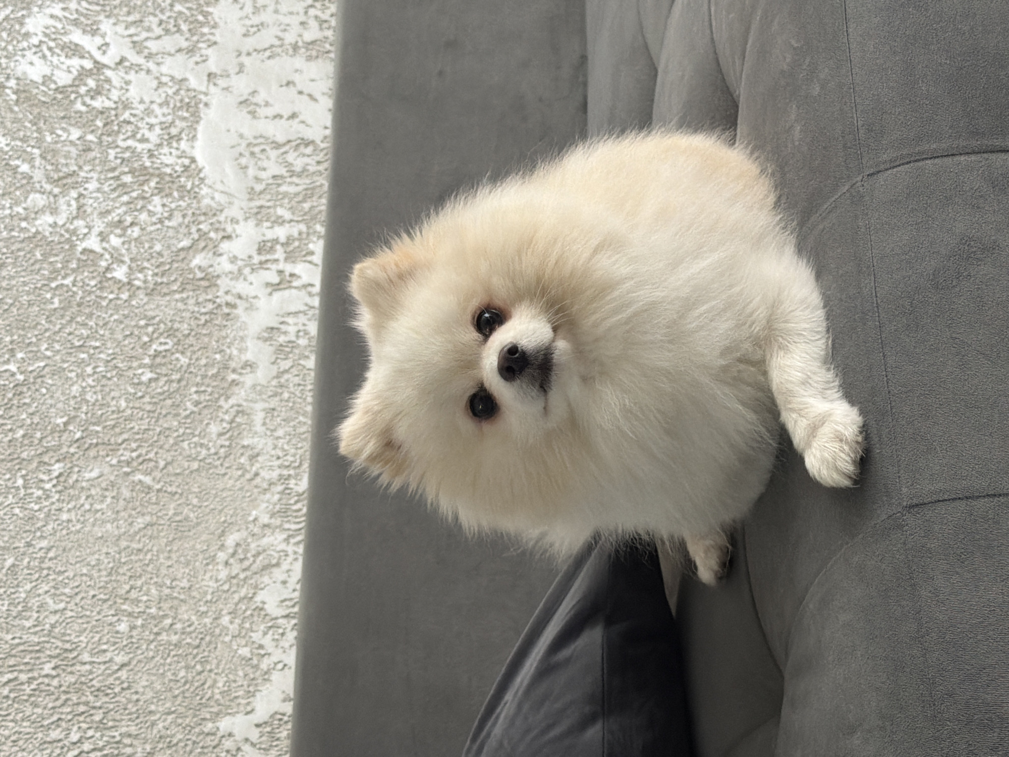 A fluffy, cream-colored Pomeranian dog is sitting on a gray tufted sofa. The dog's fur is voluminous, framing its face and giving it a rounded appearance. Its eyes are dark and beady, and its nose is black. One of its front paws is resting on the sofa cushion. To the left of the dog, a dark gray pillow is partially visible. The background consists of a textured, off-white wall. The scene is indoors, likely in a residential setting. No specific location within Veliko Tarnovo, Bulgaria, can be determined from the image.