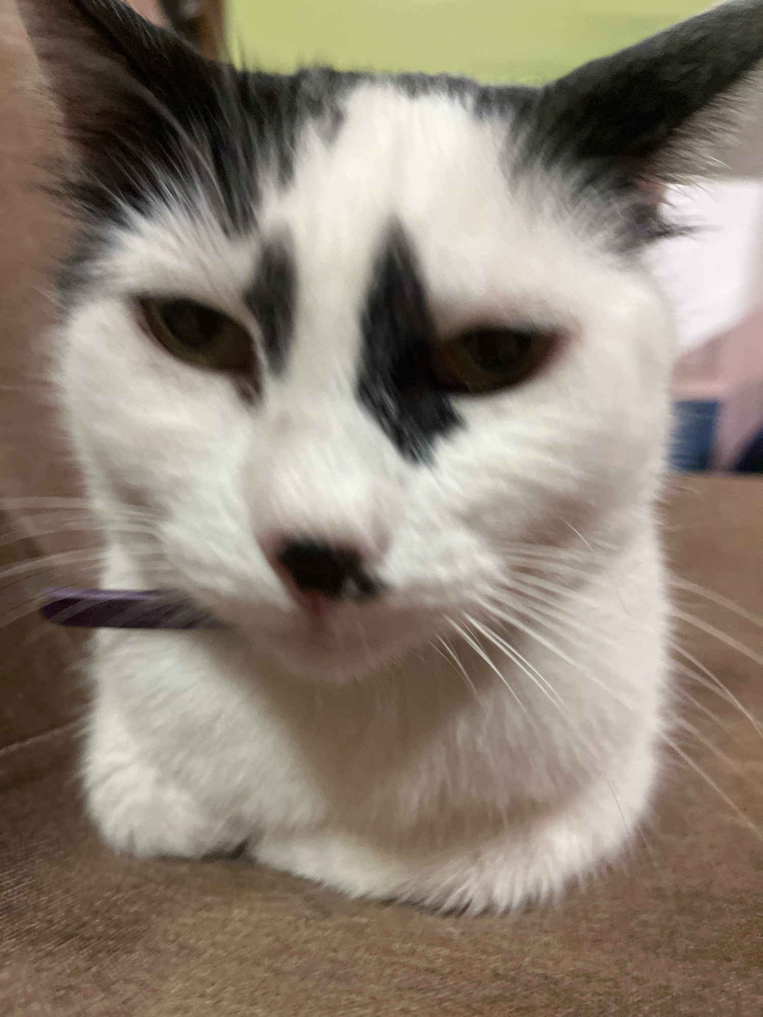A close-up, shallow depth-of-field photograph shows a black and white cat sitting on a brown textured surface, likely a couch. The cat's face is the primary focus. It has green eyes, black markings on its forehead and ears, and a black nose. The cat is wearing a thin, dark purple collar. The background is blurred, with hints of green and pink. There is no discernible urban or natural environment visible that would indicate a specific location in Ureki, Georgia. The image is a still shot and does not depict any action or interaction.