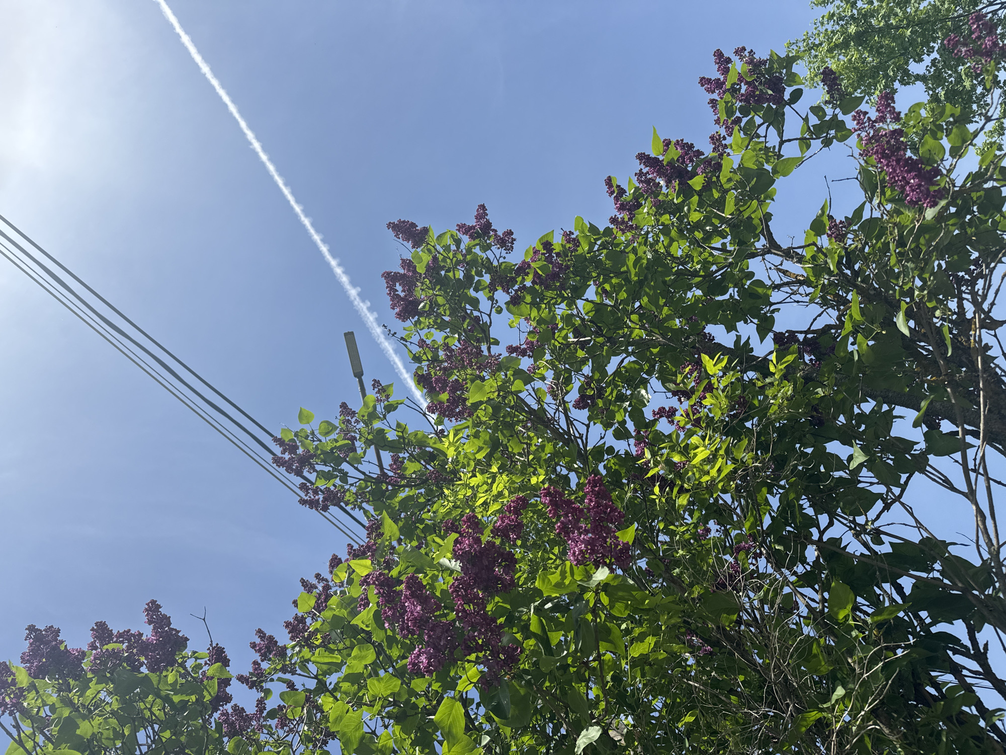 The image shows a view looking upwards, capturing a vibrant lilac tree in full bloom with its characteristic purple flowers and green foliage. A clear blue sky serves as the backdrop, streaked by a white contrail from a passing aircraft. Three parallel electrical wires and a street light are visible on the left side of the frame, juxtaposed against the natural elements. Considering the location in Shevlyakovo, Russia, it's a common residential street setting during springtime. There is no evidence of people.