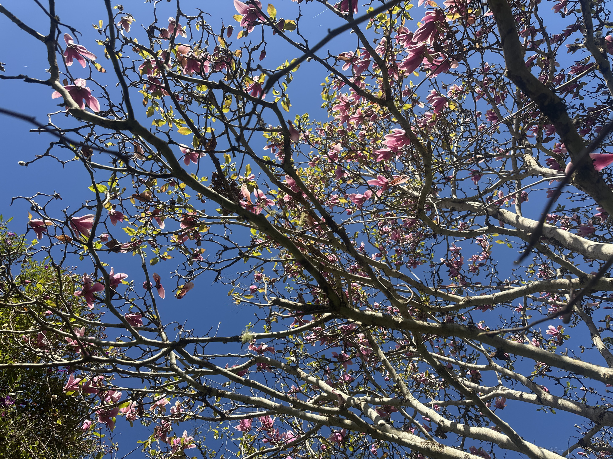 A low-angle shot captures a flowering magnolia tree against a clear, bright blue sky. The branches are thick and gray, interspersed with numerous pink magnolia blossoms and a few light green leaves. The blossoms are clustered throughout the tree, some fully open and others in bud. The lighting suggests it is daytime, with sunlight filtering through the branches and illuminating the flowers and leaves. There are no people or other objects visible in the image, and the scene appears to be outdoors in a natural setting. The location of Thora, Australia, is noted, but no specific landmarks or contextual details are visible in the photograph to confirm or further specify this location.