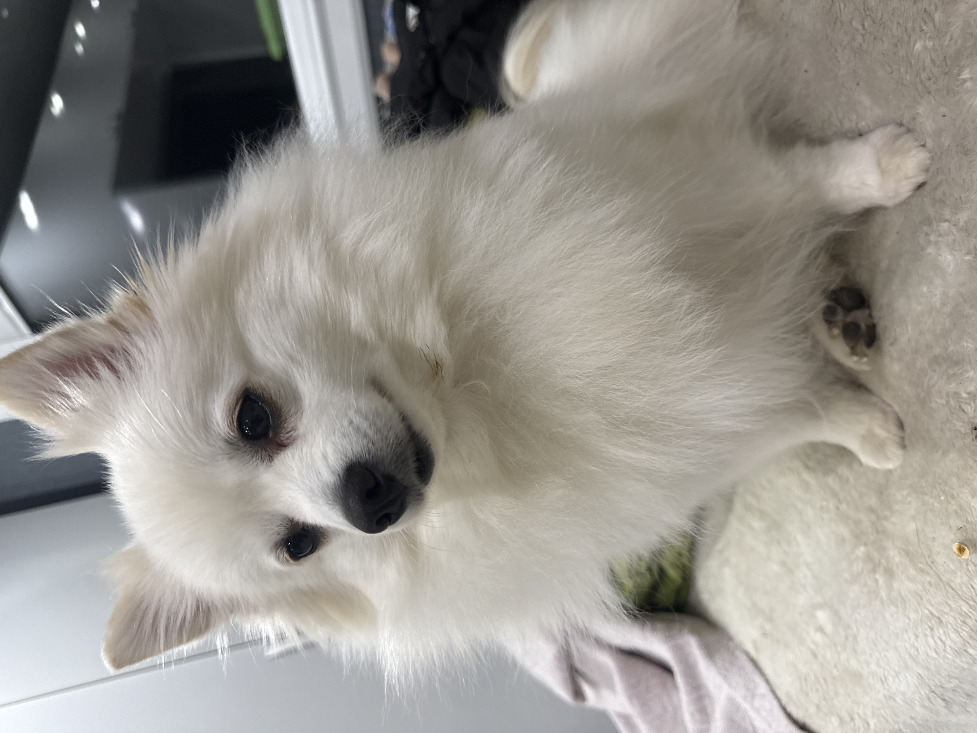 A white, fluffy, small-breed dog, possibly a Pomeranian or Spitz mix, is the central subject of the image. The dog is lying down on a soft, light-colored blanket or cushion. The dog is looking directly at the viewer with its dark eyes and black nose. The background is blurred, but elements of a room are visible, including what appears to be a window frame or door frame. The location in the city of Yahinovo, Bulgaria is unknown and therefore cannot be stated.