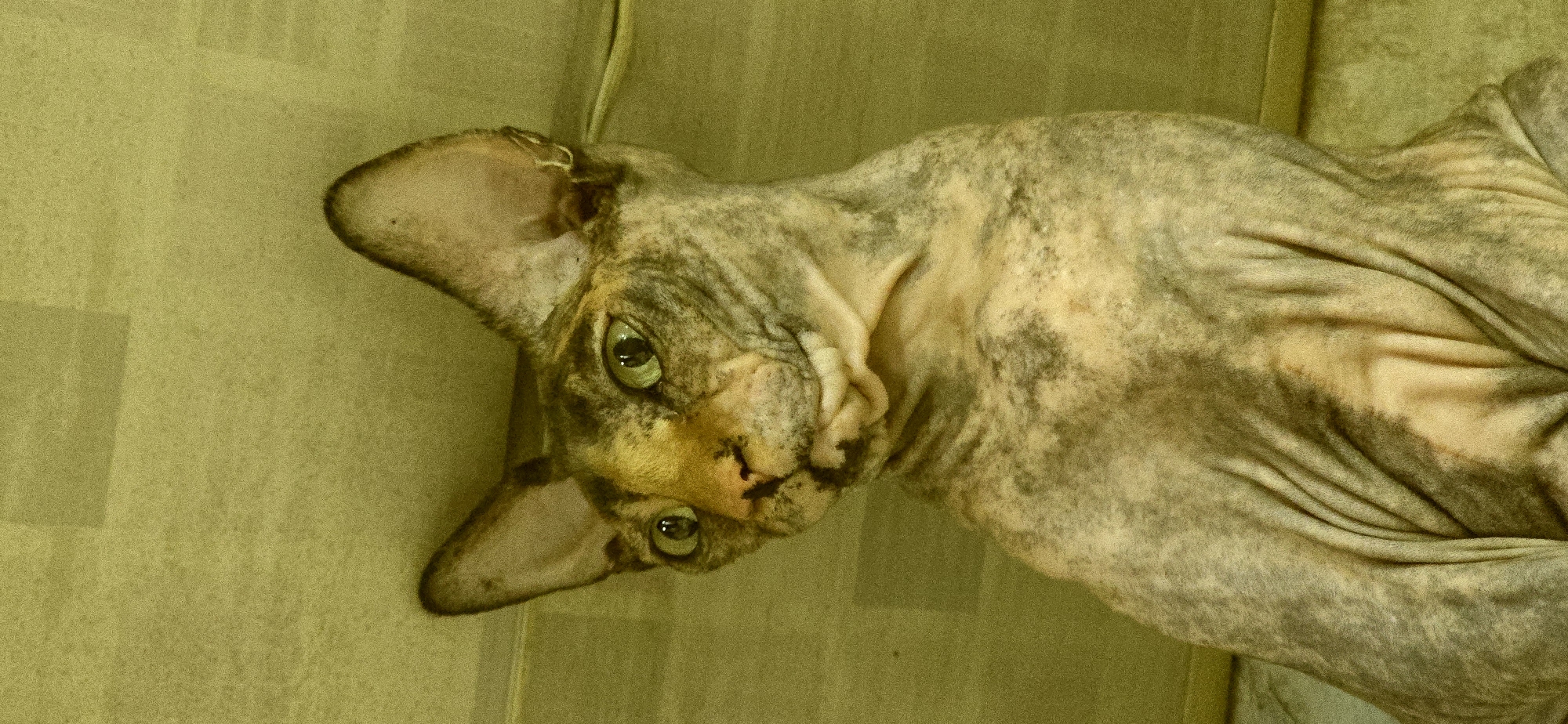A close-up, vertical shot features a Sphynx cat with striking green eyes, looking slightly to the left. The cat's skin displays a mottled pattern of light beige and dark grey, with visible wrinkles across its neck and torso. Its large, pointed ears are prominent, and a small earring is visible in the right ear. The background is a textured, olive-green surface, possibly a wall or upholstery. The lighting casts a yellowish hue over the entire scene, suggesting an indoor environment. The image does not depict any specific location in Baku, Azerbaijan, or any human subjects or actions.