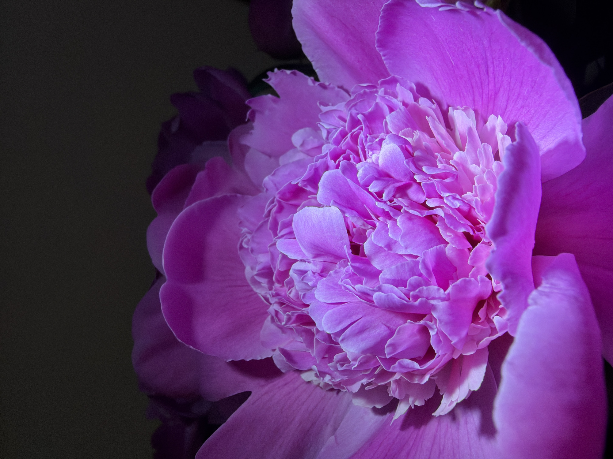 A close-up photograph depicts a fully opened, pink peony flower. The flower dominates the right side of the frame, with a dark, neutral background occupying the left. The peony's petals are tightly packed in the center, creating a textured, layered effect. The outer petals are smoother and more defined, exhibiting clear vein patterns. The overall lighting emphasizes the flower's intricate structure and vibrant color. There is no indication of a specific location or setting in Chaikovsky, Russia, or any other city. There are no people, objects, actions or interactions present in the image except the flower.