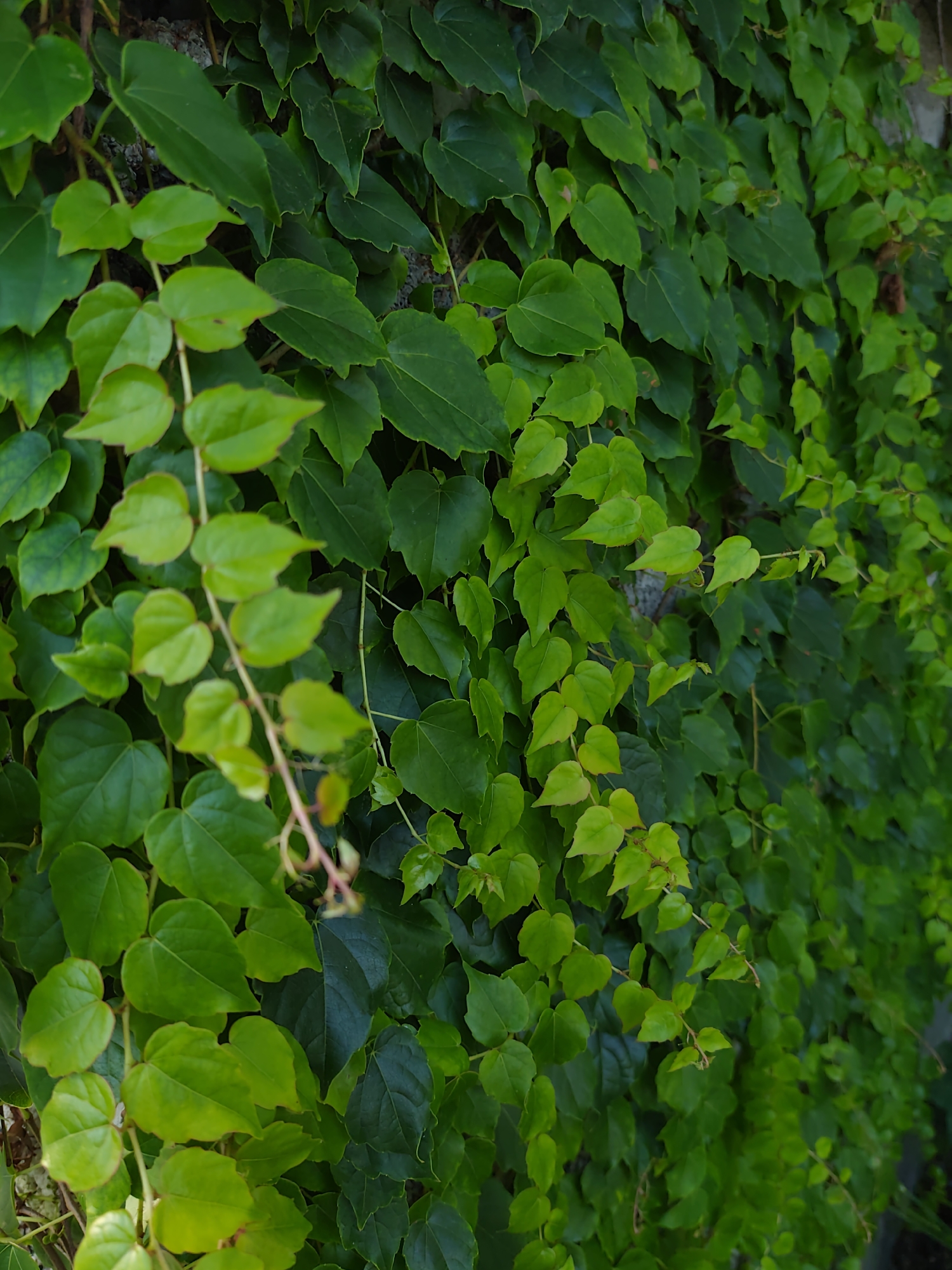 The image shows a dense wall of vibrant green ivy climbing on a textured surface, possibly a building or a rock face. The ivy leaves vary in shade from bright, almost lime green to deeper, darker greens, indicating different stages of growth or light exposure. Some of the leaves are heart-shaped, while others are more elongated. A few thin, reddish-brown stems are visible interspersed among the leaves, suggesting the plant is actively growing. The background is partially obscured by the foliage but appears to be a rough, greyish surface. The scene evokes a sense of lush, natural growth within an urban or semi-urban environment. There are no people or animals visible in the image. The lighting suggests it could be daytime, with some areas of shadow and highlights on the leaves. The context of Sochi, Russia, would suggest this scene could be found in a park, along a street, or on the exterior of a building in a temperate climate with abundant vegetation.