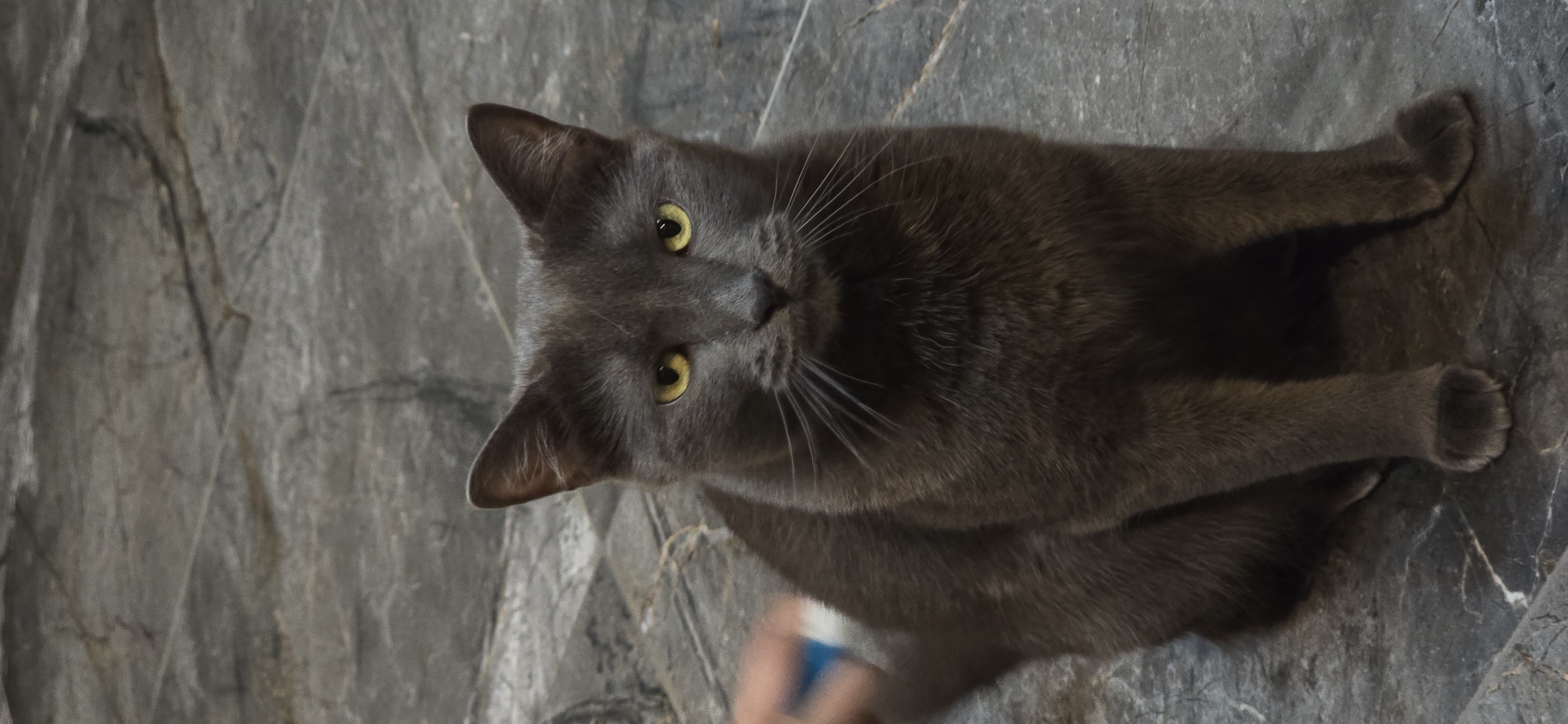 A dark grey cat with yellow eyes is sitting on a grey tiled floor. A hand holding a blue brush is visible on the left side of the frame, appearing to brush the cat's fur. The background is a continuation of the grey tiled floor with a marble-like pattern. The scene is indoors, likely in a residential setting. The location in the city of Vratsa, Bulgaria is not discernible from the image.