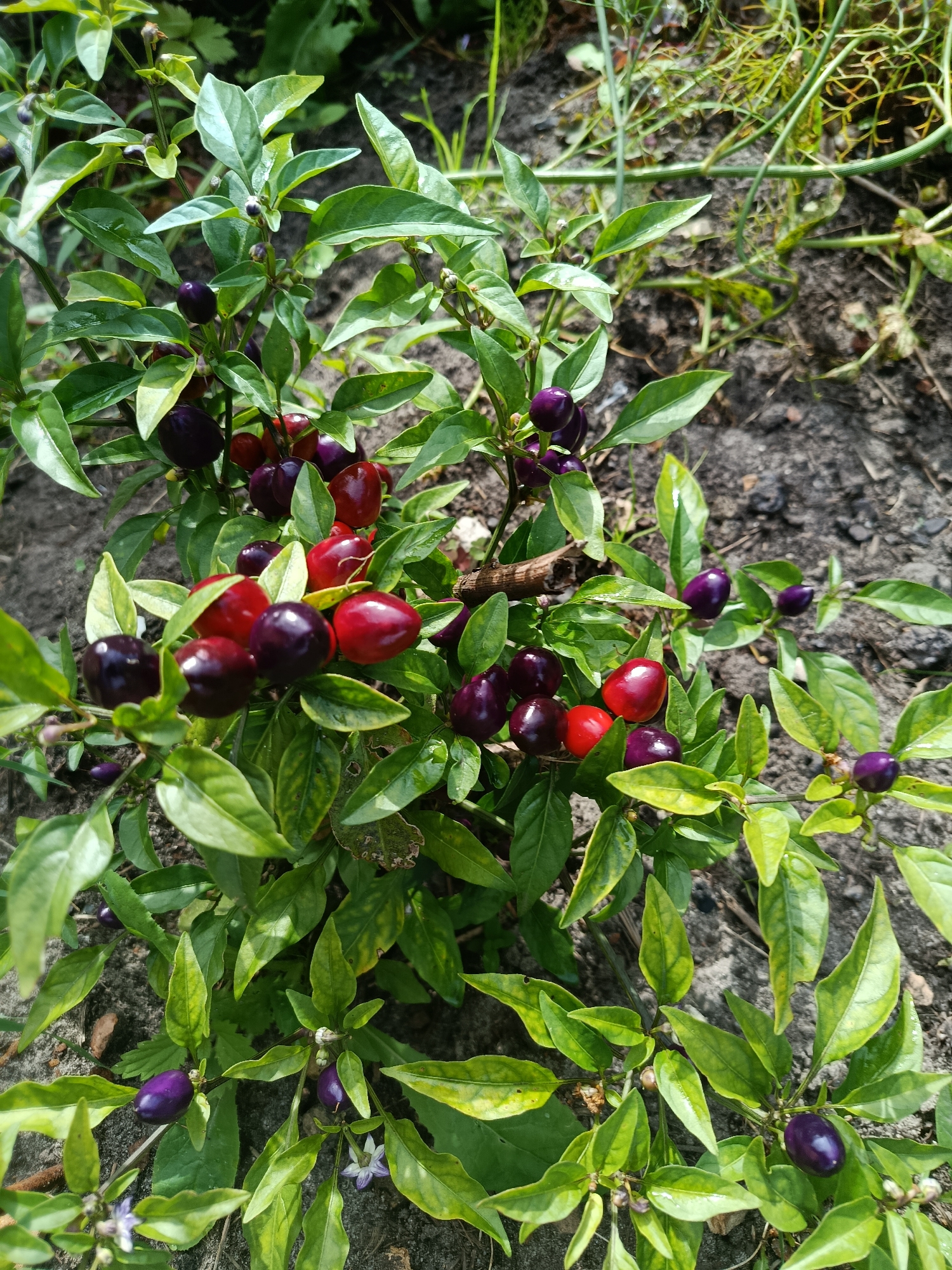 A close-up, eye-level shot captures a chili pepper plant laden with numerous small, glossy peppers in varying stages of ripeness. The peppers are predominantly a deep, rich purple, with some transitioning to vibrant red. The plant's leaves are a healthy green, some exhibiting a slight yellowing. The peppers are clustered on thin branches, some pointing upwards and others hanging downwards. The background consists of dark, loamy soil, with hints of other green foliage and dry grass. The scene is lit by natural sunlight, creating subtle highlights on the peppers and leaves. The image appears to be taken outdoors in a garden or natural setting. The exact location within the city of Верея, Russia, cannot be determined from the visual information provided.