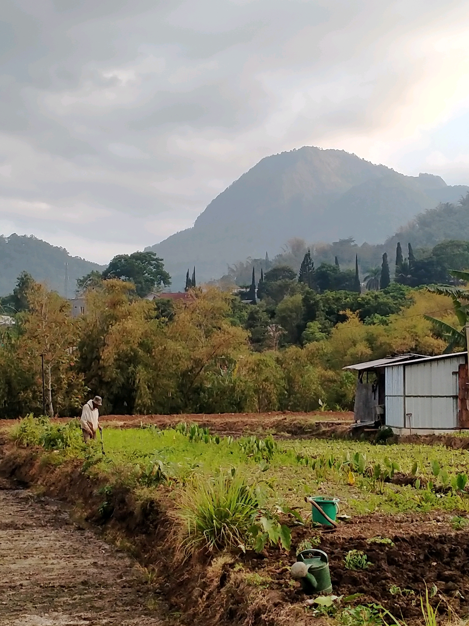 In a rural landscape, likely in the city of Batu, Indonesia, a farmer dressed in a light-colored long-sleeved shirt and hat is working in a field. The farmer appears to be tending to young crops, possibly taro plants, which are abundant in the foreground. The field is partially tilled, with rows of green plants interspersed with dark soil. In the mid-ground, a small, utilitarian building with a corrugated metal roof stands to the right. Nearby, gardening tools such as a green bucket, a shovel, and a green watering can are visible. The background is dominated by lush greenery, including trees with autumn-colored foliage and darker evergreen trees. Beyond the vegetation, a majestic mountain range rises, its peaks partially obscured by a soft, overcast sky. The overall impression is one of agricultural tranquility and natural beauty.