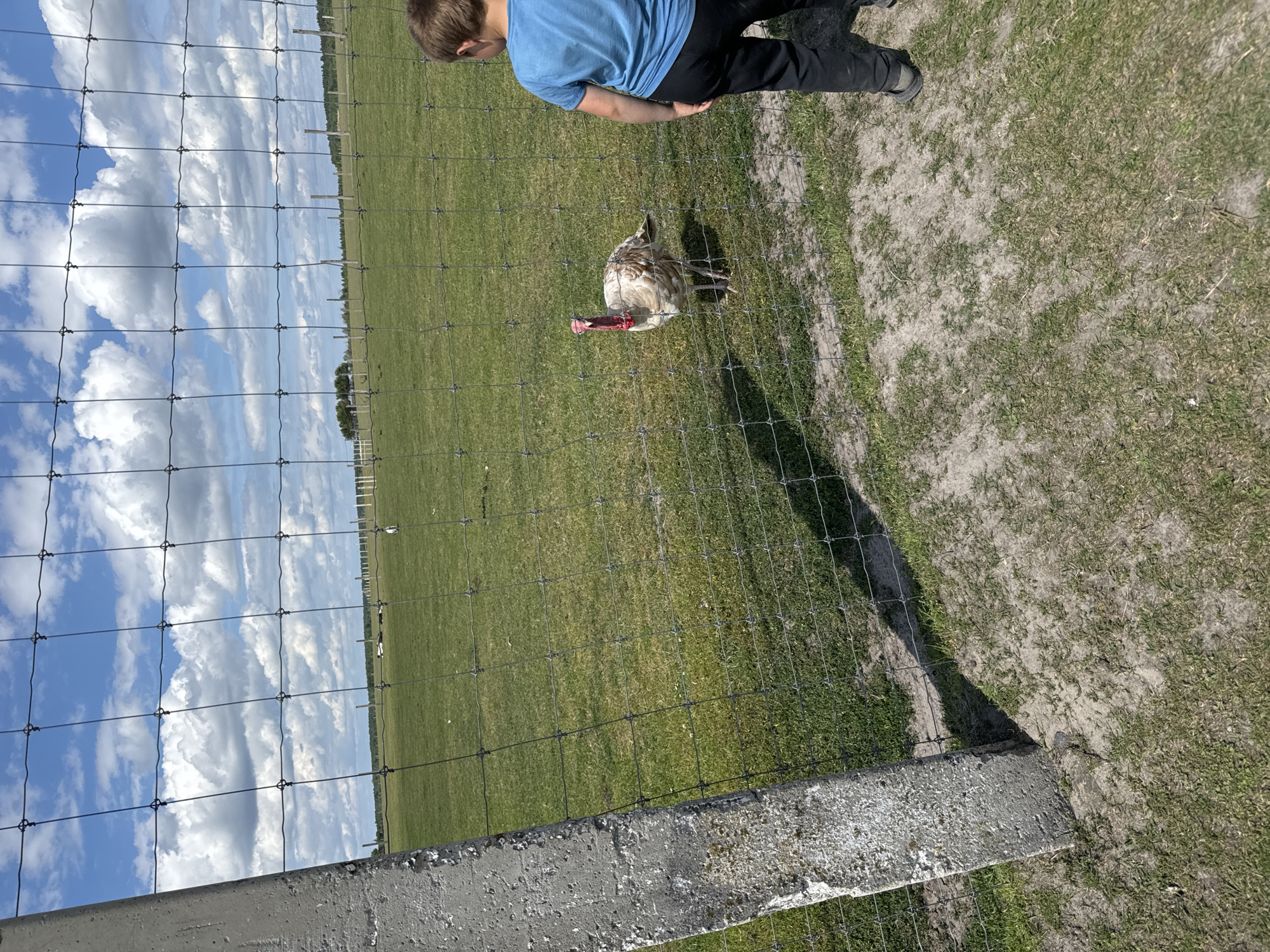 This image depicts a person and a turkey in an outdoor enclosure. The person, seen from the upper body, is wearing a blue t-shirt and black pants, and appears to be leaning over a fence. The turkey, a light-colored bird with a reddish wattle, is standing on a grassy area within the fenced enclosure. The scene is set in a rural or farm-like environment with a large grassy field stretching into the distance. The sky above is blue with scattered white clouds, suggesting a pleasant day. A wire fence with square mesh is prominently in the foreground, and a concrete post is visible at the bottom right. The image is taken from a high angle, looking down into the enclosure. The lighting suggests it is daytime, likely late morning or afternoon. There is no visible text in the image. The context provided indicates the location is Kostiantynivka, Ukraine.
