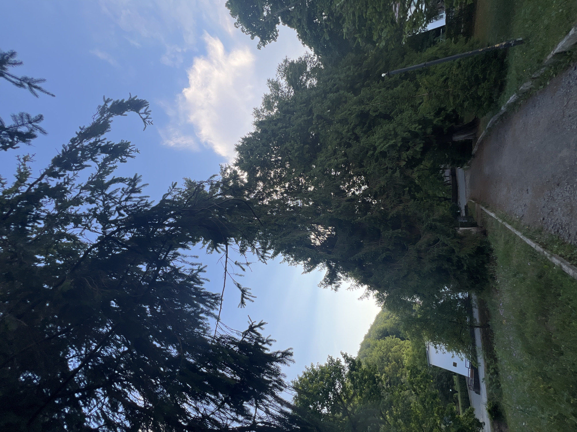 The image depicts a path leading through a densely wooded area, likely a park or forest, under a bright blue sky with scattered clouds. Tall evergreen trees with dark green foliage arch over the path, creating a canopy. To the left, a white building with a slanted roof is visible, partially obscured by trees. In the distance, a verdant, tree-covered hillside rises. The path itself is made of gravel and lined with low concrete borders and overgrown grass. A tall, dark pole with a light fixture at the top stands to the right of the path. The lighting suggests it is either early morning or late afternoon. The scene is serene and appears to be located in a natural setting within or near the city of Сонячне, Ukraine.