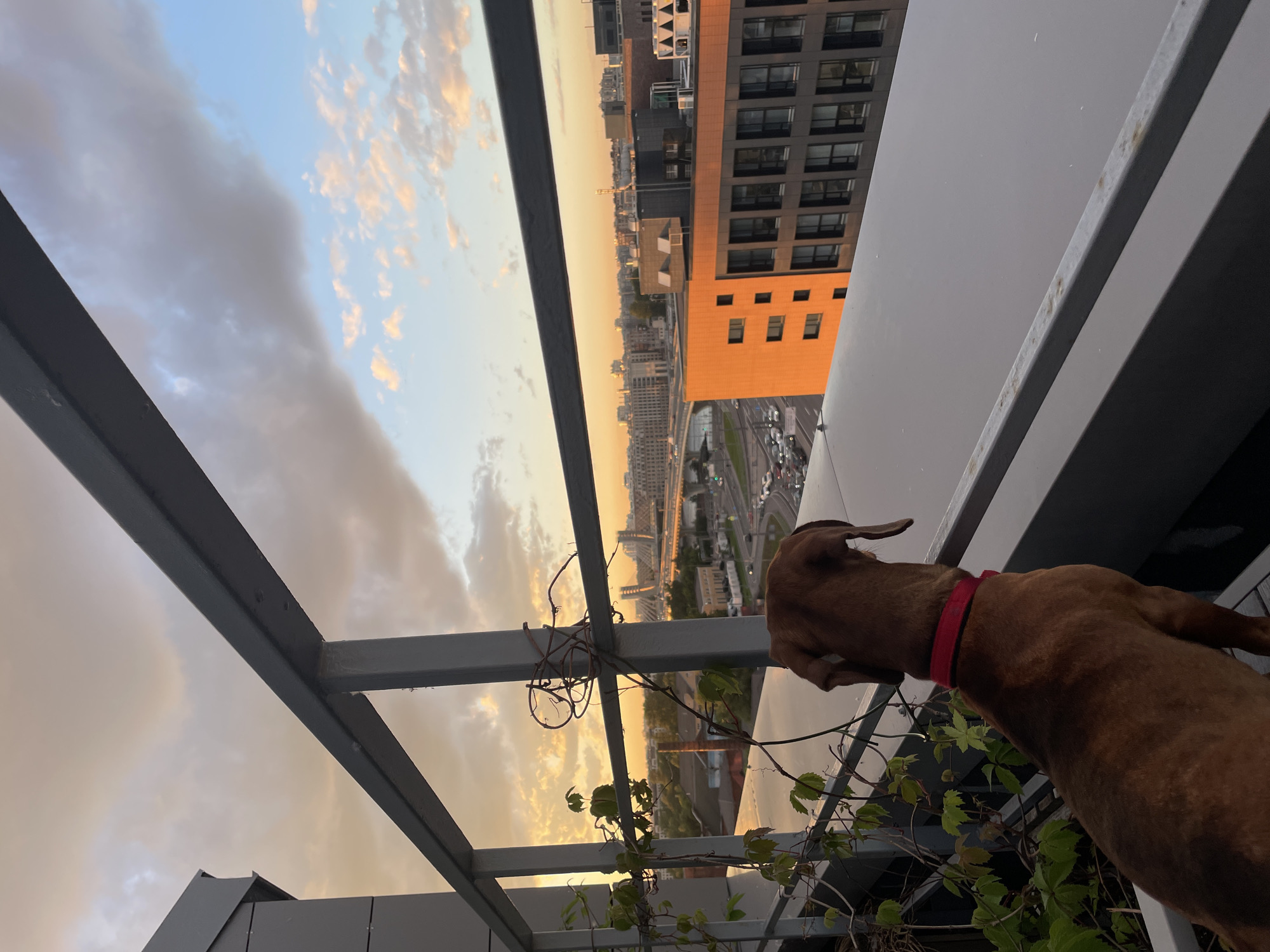 A brown dog wearing a red collar looks out over a cityscape from a balcony at sunset. The dog is in the foreground, facing away from the camera, with its head turned to the left. The balcony has a metal railing and some plants. In the background, the city skyline is visible with buildings and a bridge. The sky is filled with dramatic clouds in shades of orange, pink, and blue. The overall lighting suggests it is late afternoon or early evening.