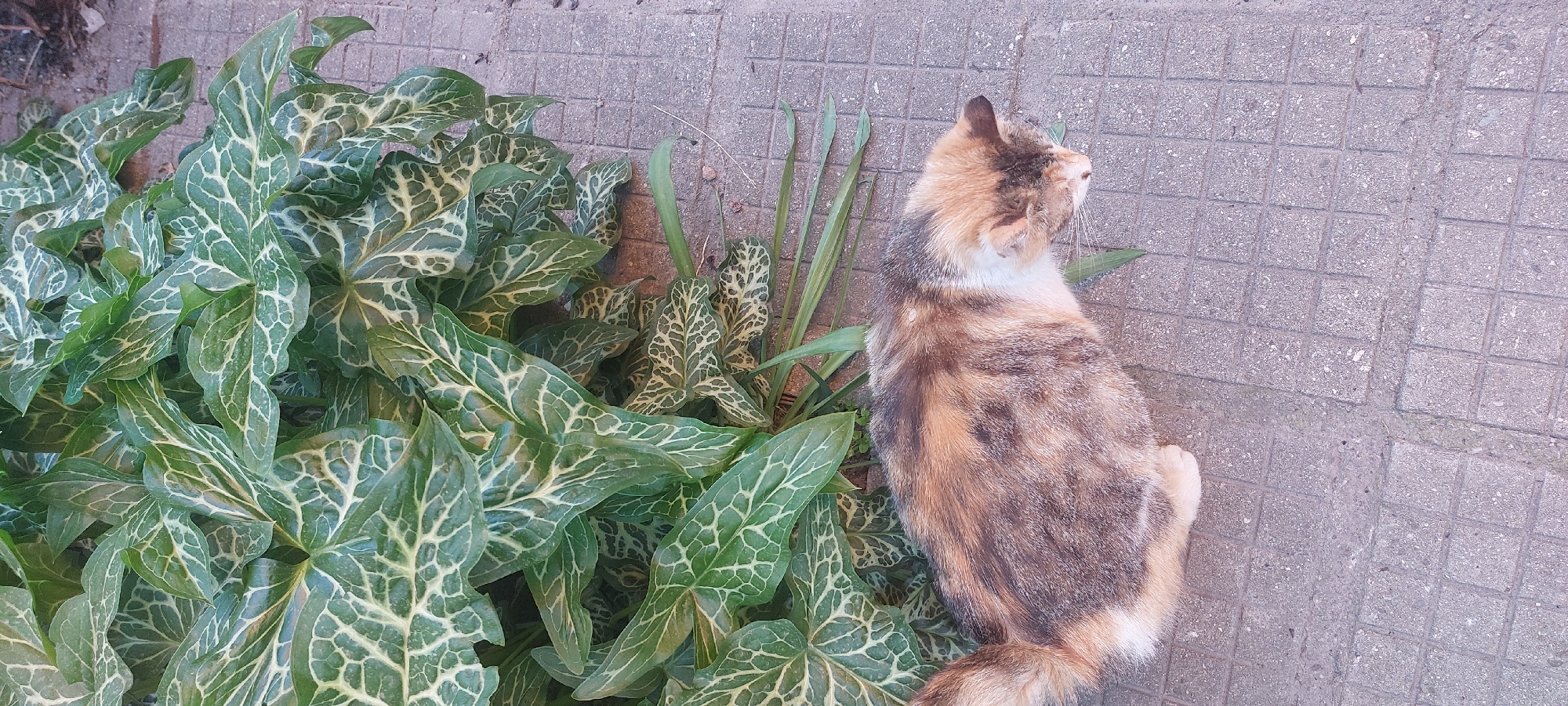 A calico cat sits beside a cluster of green Arum italicum plants with prominent white veining, located near a paved surface consisting of small, square concrete blocks. The scene appears to be outdoors, likely in Yagodovo, Bulgaria. No people are visible. The cat is facing away from the plants, looking towards a separate direction.