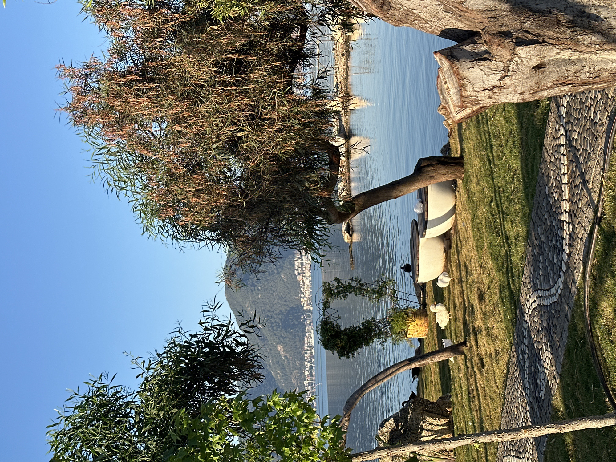 This image depicts a serene waterfront scene, likely in Fethiye, Turkey, given the distinctive hilly coastline and architectural style visible in the background. In the foreground, a paved pathway made of small, rounded stones winds through a grassy area. Two white, modern-looking seating structures are placed on the grass, one of which has a partially visible wooden top. Several white ducks are scattered on the lawn, with one large duck standing prominently and two smaller ones near the seating. One black duck is visible further back near the water's edge.
The middle ground is dominated by the calm, blue water of a bay or sea. On the far side of the water, a city or town stretches along the base of a large, tree-covered mountain that rises majestically. The buildings appear to be a mix of residential and potentially commercial structures, with some boats anchored in the bay.
Framing the scene are trees on either side. The tree on the left is lush and green, with a strong, upward-reaching trunk. The tree on the right is more mature, with thinner branches adorned with dried seed pods or leaves, and a thicker, rough-barked trunk in the immediate foreground. The overall lighting suggests it is either early morning or late afternoon, with a clear, bright blue sky overhead. The atmosphere is tranquil and picturesque.