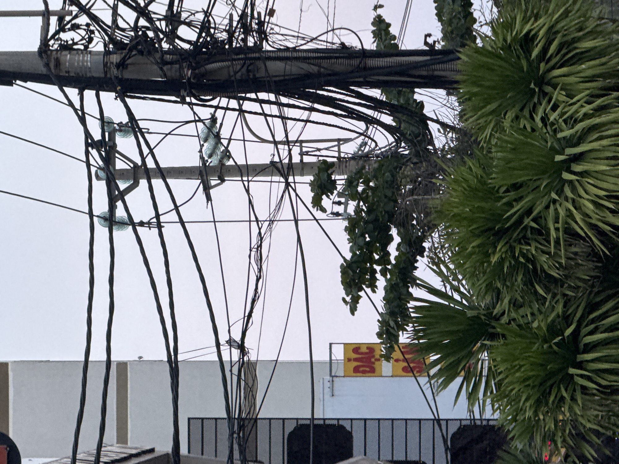 The image depicts a street scene in Đà Nẵng, Vietnam, characterized by a dense network of power lines and communication cables intertwined above. A utility pole, with glass insulators visible, supports the weight of the chaotic wiring. Lush, tropical vegetation, including palm-like plants, encroaches on the wires, creating a contrast between the organic and the manufactured. In the background, a white building is partially obscured by the wires and foliage, with a yellow sign bearing red Vietnamese script ("ĐẠC"). A dark metal fence runs along the lower portion of the frame. The sky is overcast.