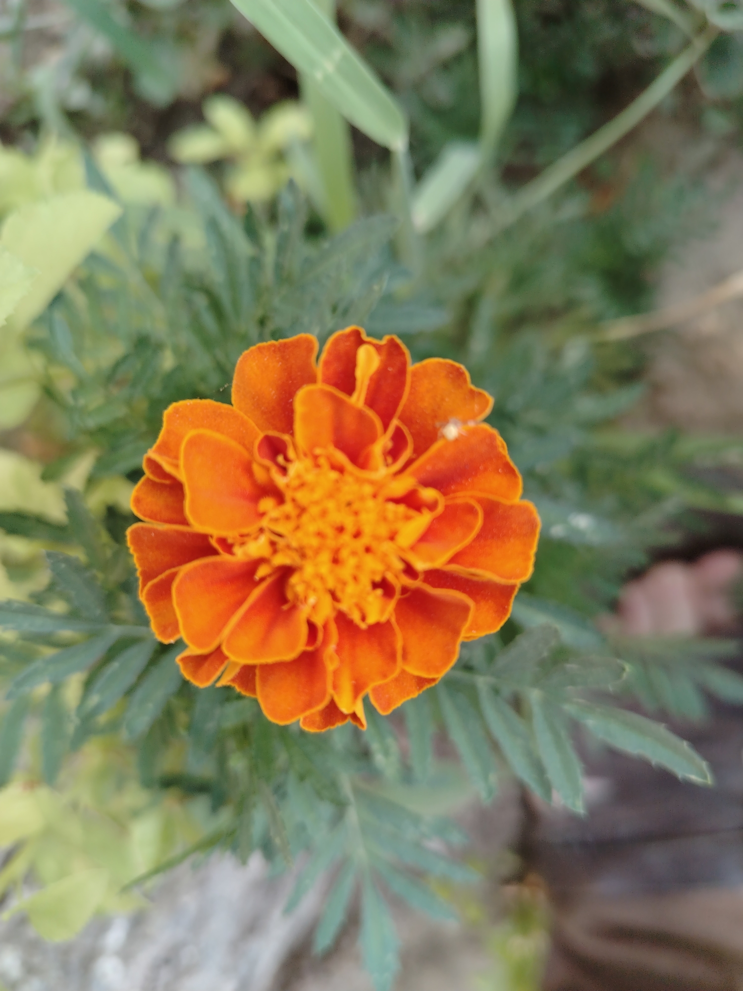 A close-up, top-down shot captures a vibrant orange marigold in full bloom, its intricate petals unfurling around a dense, textured center. The flower is surrounded by feathery, green foliage, with hints of lighter green leaves and a blurred background suggesting an outdoor garden setting. The image appears to be taken in Nurata, Uzbekistan, a region known for its floral beauty.