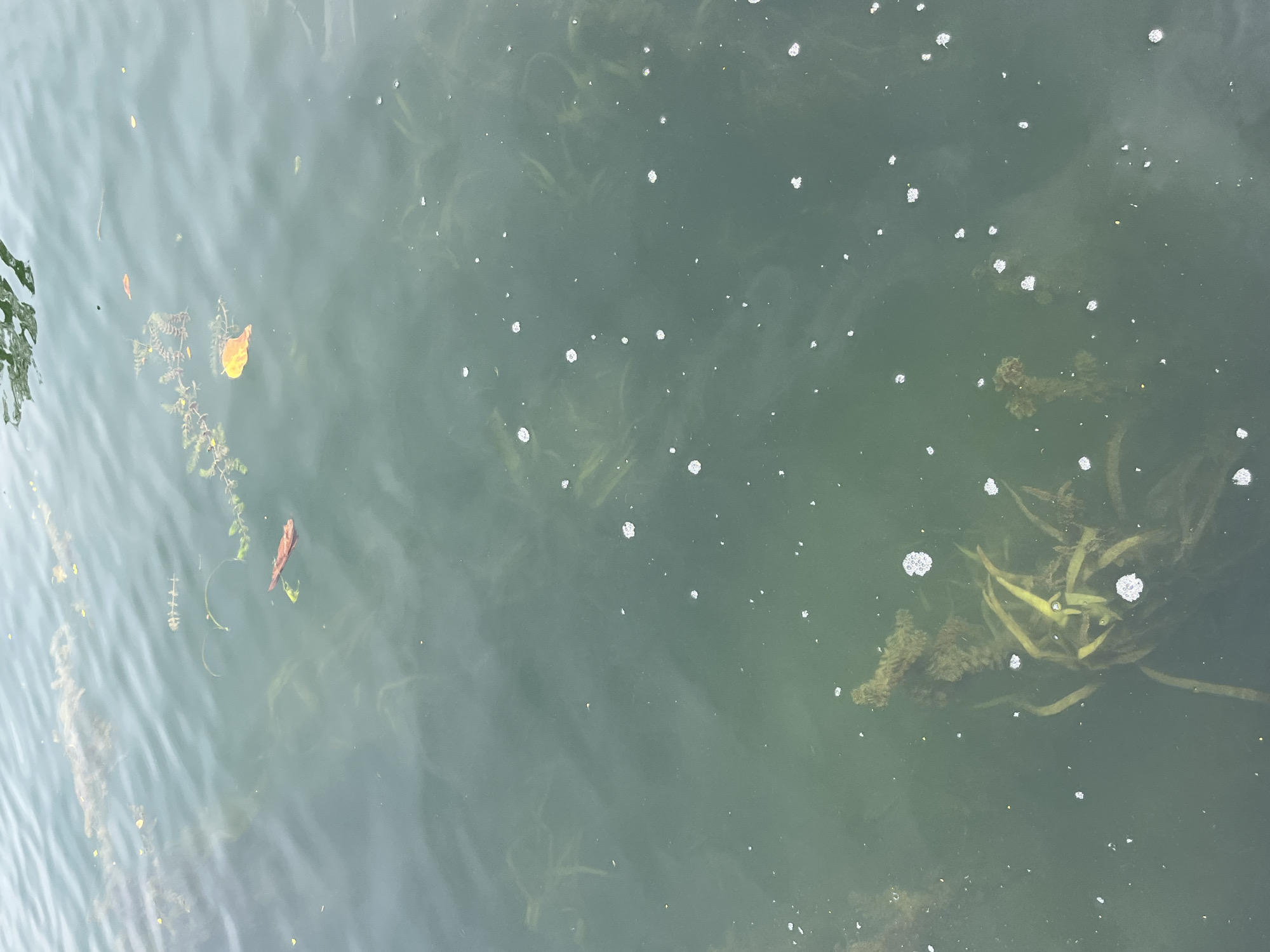 The image shows a close-up view of the surface of a body of water, likely the Marne River in Joinville-le-Pont, France, given the context of the prompt. The water is murky green, with submerged vegetation visible beneath the surface. Numerous small white bubbles are scattered across the water, and a few fallen leaves, one reddish-brown and one yellow, float on the surface. The water appears calm with gentle ripples. The overall scene depicts a natural environment within an urban setting.