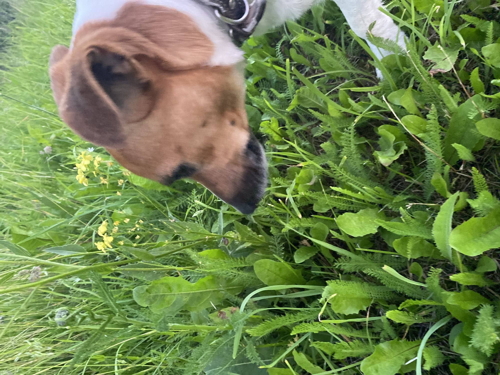 The image shows a medium close-up of a dog in a grassy field, with its head lowered as if sniffing. The dog has brown and white markings on its head and neck, and is wearing a dark collar. The background is filled with various green plants and some small yellow wildflowers. The lighting suggests it is daytime, with the sun casting a soft glow on the scene. The location is specified as Bol'shoe Zaborod'e, Russia.