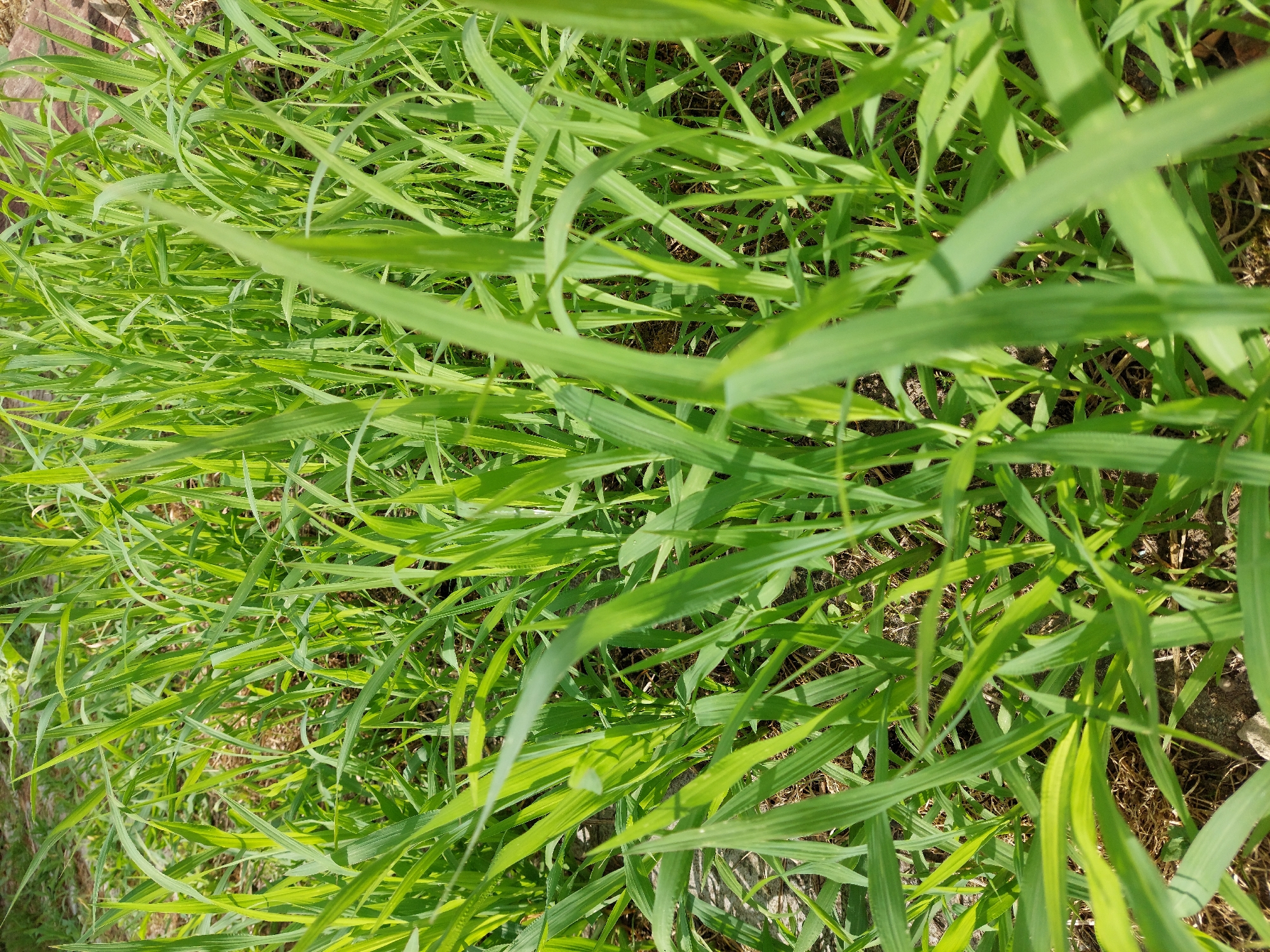 A close-up, low-angle shot captures a dense patch of vibrant green grass, illuminated by natural sunlight. The blades are varied in length and texture, with some appearing sharp and pointed, while others are softer and slightly curved. The background is a blur of more grass, creating a sense of depth and emphasizing the foreground subject. The ground beneath the grass is partially visible, revealing dry brown organic matter and hints of dark soil. There are no people or animals in the image, nor any man-made objects, suggesting an undeveloped or natural outdoor setting. The scene is devoid of any specific landmarks that would pinpoint its location within Shpychyntsi, Ukraine.
