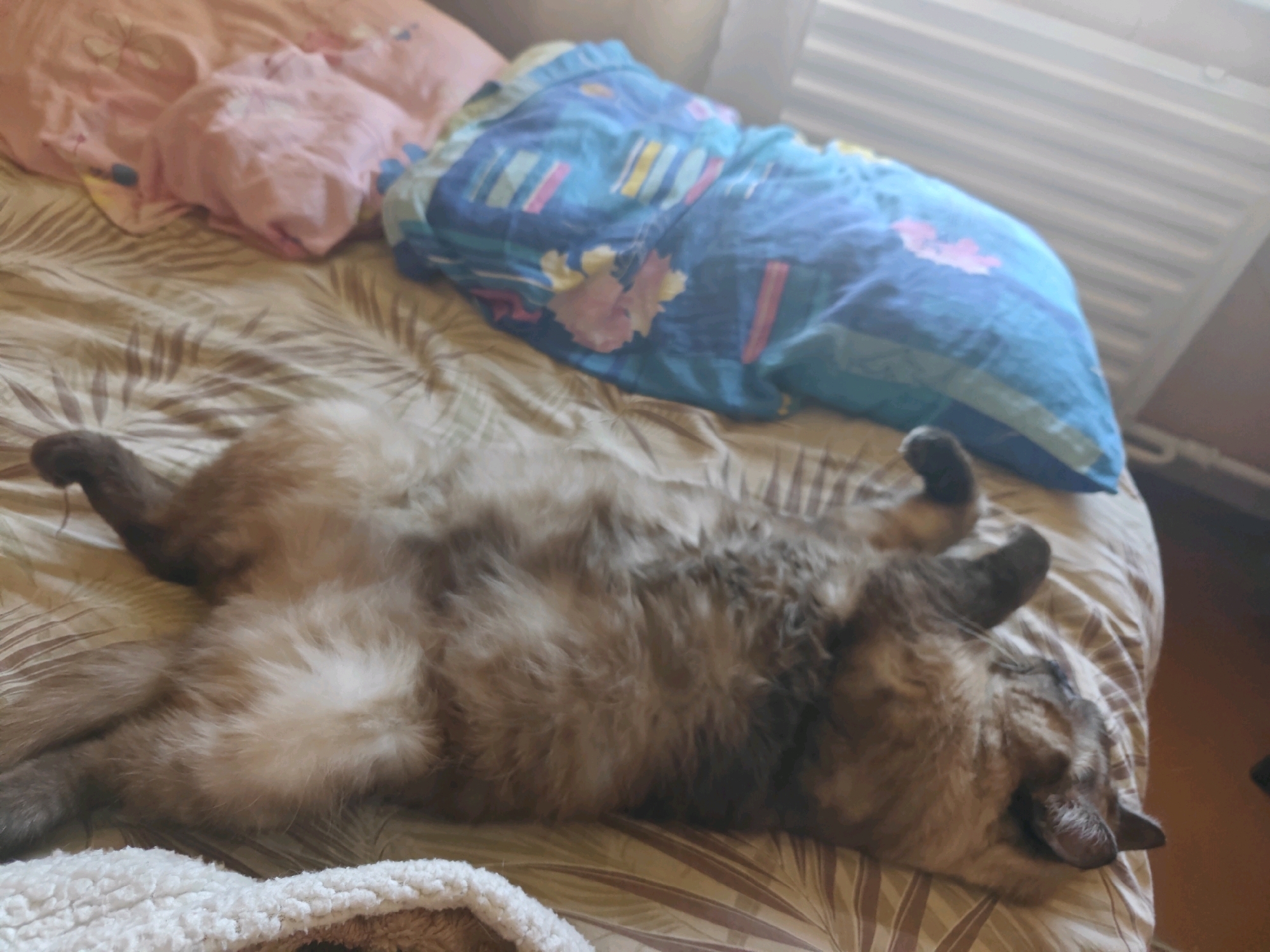A fluffy cat is sleeping on its back on a bed in Rubtsovsk, Russia. The cat is a mix of brown, grey, and white fur. It is curled up with its paws in the air and its head turned to the side. The bed is covered with a patterned duvet in shades of brown and tan. There are also two pillows on the bed, one pink and one blue with a floral pattern. In the background, there is a white radiator.
