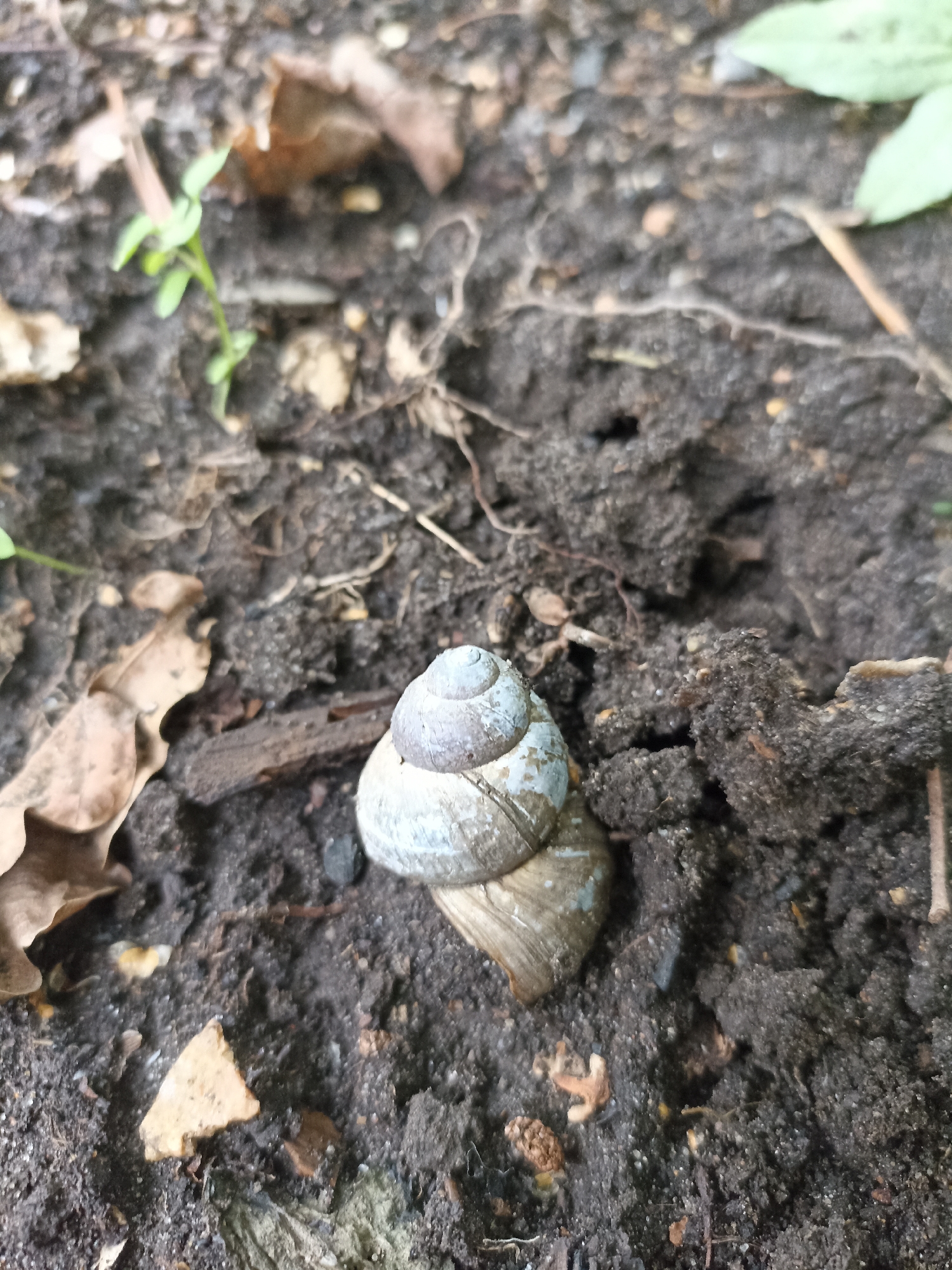 A snail rests on dark, loamy soil. The snail's shell is a spiral of light gray and blue. In the background, several dry, brown leaves and a few small green shoots are visible. The image appears to be taken outdoors, possibly in a garden or park in Mochische, Russia.