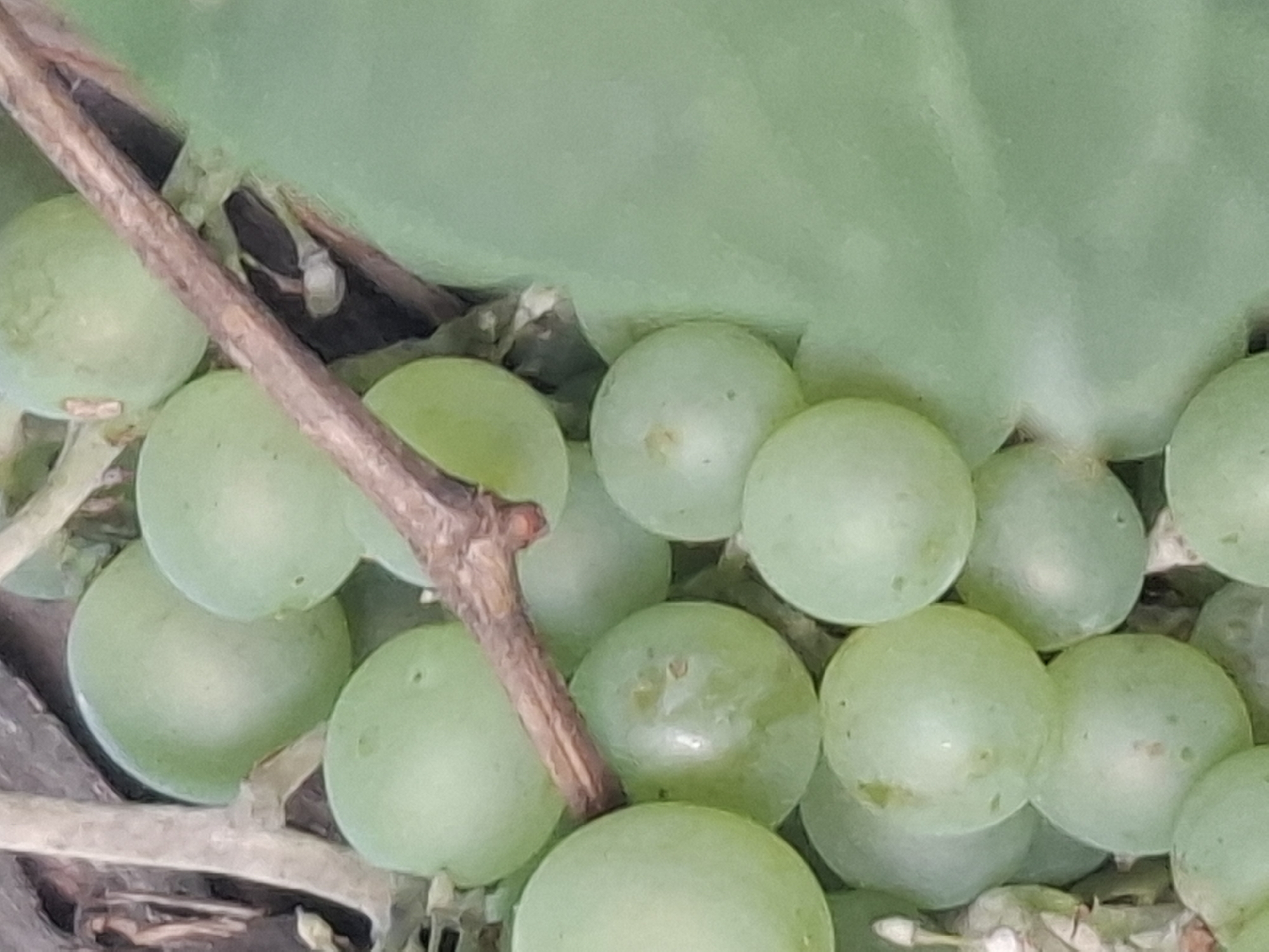 This image depicts a close-up view of a cluster of light green grapes on a vine. The grapes are round and plump, with a smooth, slightly waxy surface. Some of the grapes show small brown spots or blemishes. The vine is thin and woody, with a rough texture. A large, pale green leaf partially obscures the grapes on the right side of the frame. The background is a mix of dark, earthy tones, suggesting soil and other foliage. The lighting is natural, casting soft shadows and highlighting the texture of the grapes. The image does not provide any specific information about its location in Almaty, Kazakhstan.