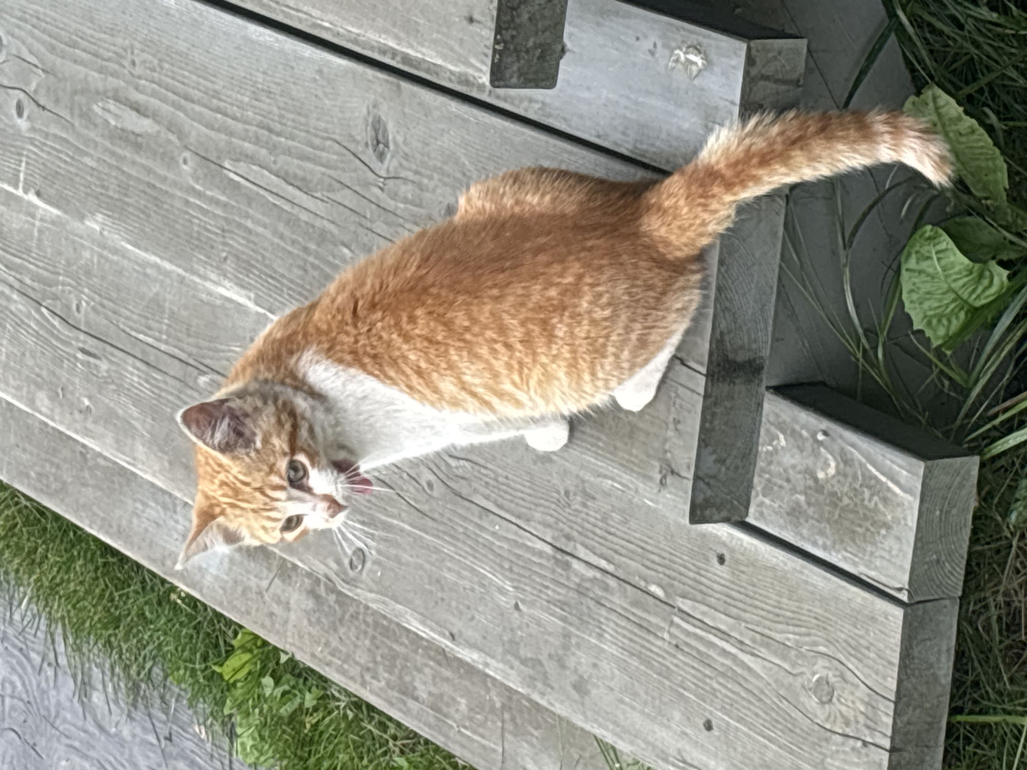 An orange and white cat is sitting on a weathered wooden deck. The cat is facing to the left with its mouth open, appearing to yawn or meow. Its tail is long and bushy, extending down to the right. The deck is made of wide planks with visible grain and knots. Surrounding the deck, there is green grass and some leaves. The scene appears to be outdoors, possibly in a yard or park. No specific location in Zvenigorod, Russia is identifiable from the image itself.