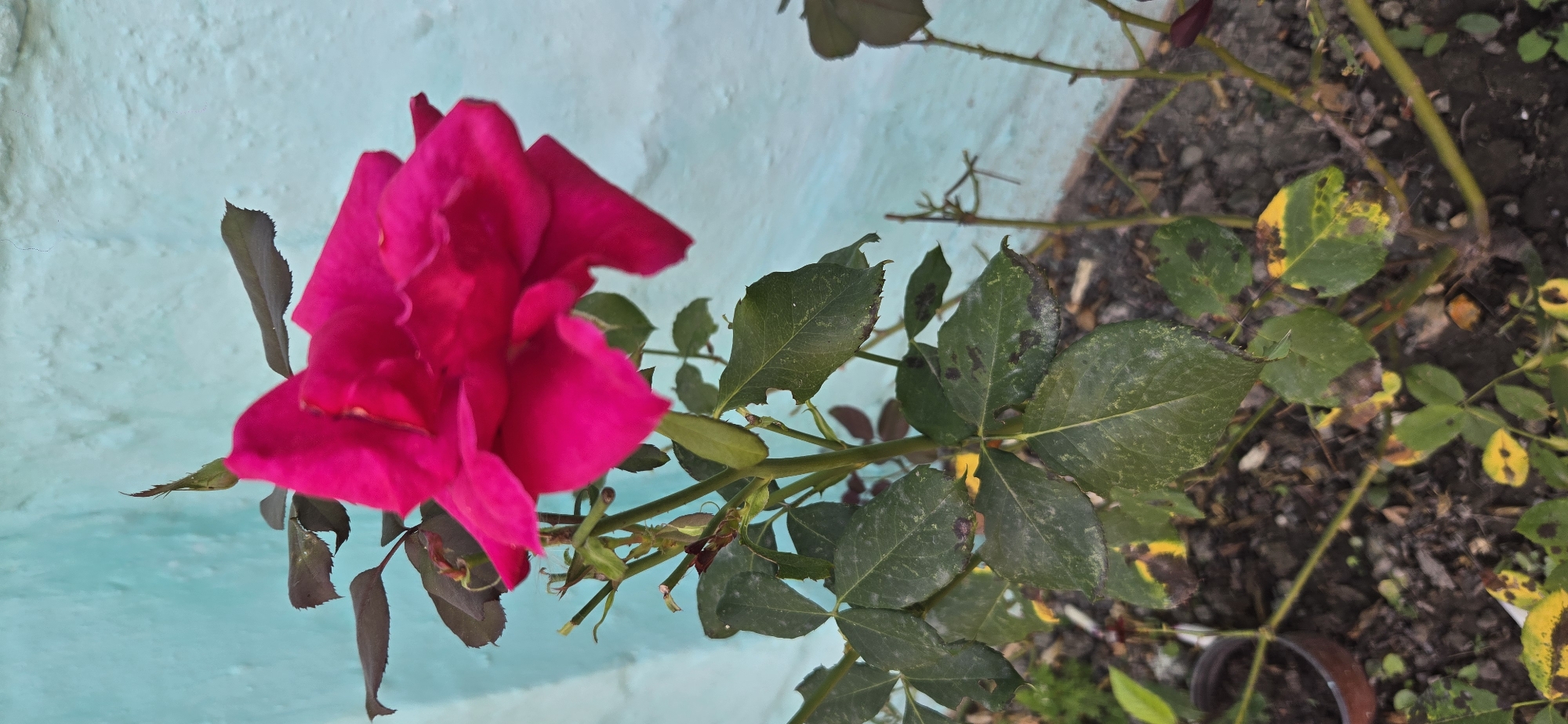 A bright pink rose blooms in front of a textured, light blue wall. The rose is in focus, with its petals unfurling. Below the bloom, the plant's stem and leaves are visible. Some leaves appear healthy and green, while others show signs of yellowing and dark spots, suggesting disease or nutrient deficiency. The ground beneath the plant is dark soil, with some scattered debris. A brown pot is partially visible on the left side of the frame. The overall setting appears to be an outdoor garden or yard. The image does not provide specific clues to pinpoint the location within Tel, Azerbaijan, beyond it being an outdoor residential or garden area.
