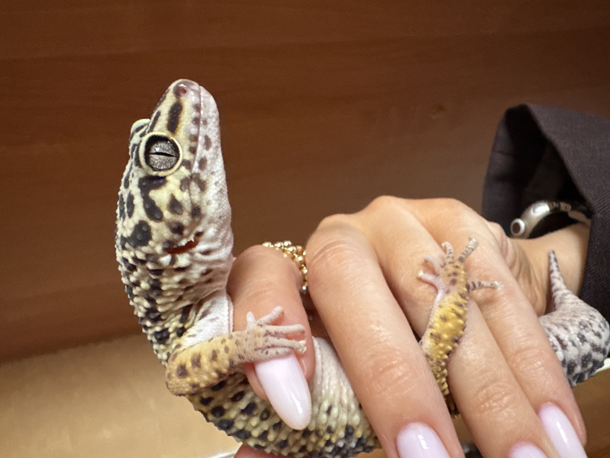 A person is holding a juvenile leopard gecko (Eublepharis macularius). The gecko is predominantly white and yellow with black spots, and is wrapped around the fingers of the hand. The person's hand is manicured with pale pink nail polish, and the person is wearing a gold ring and a watch. The background is blurred and appears to be an interior wooden surface. There is no indication of Chaikovsky, Russia in the image.