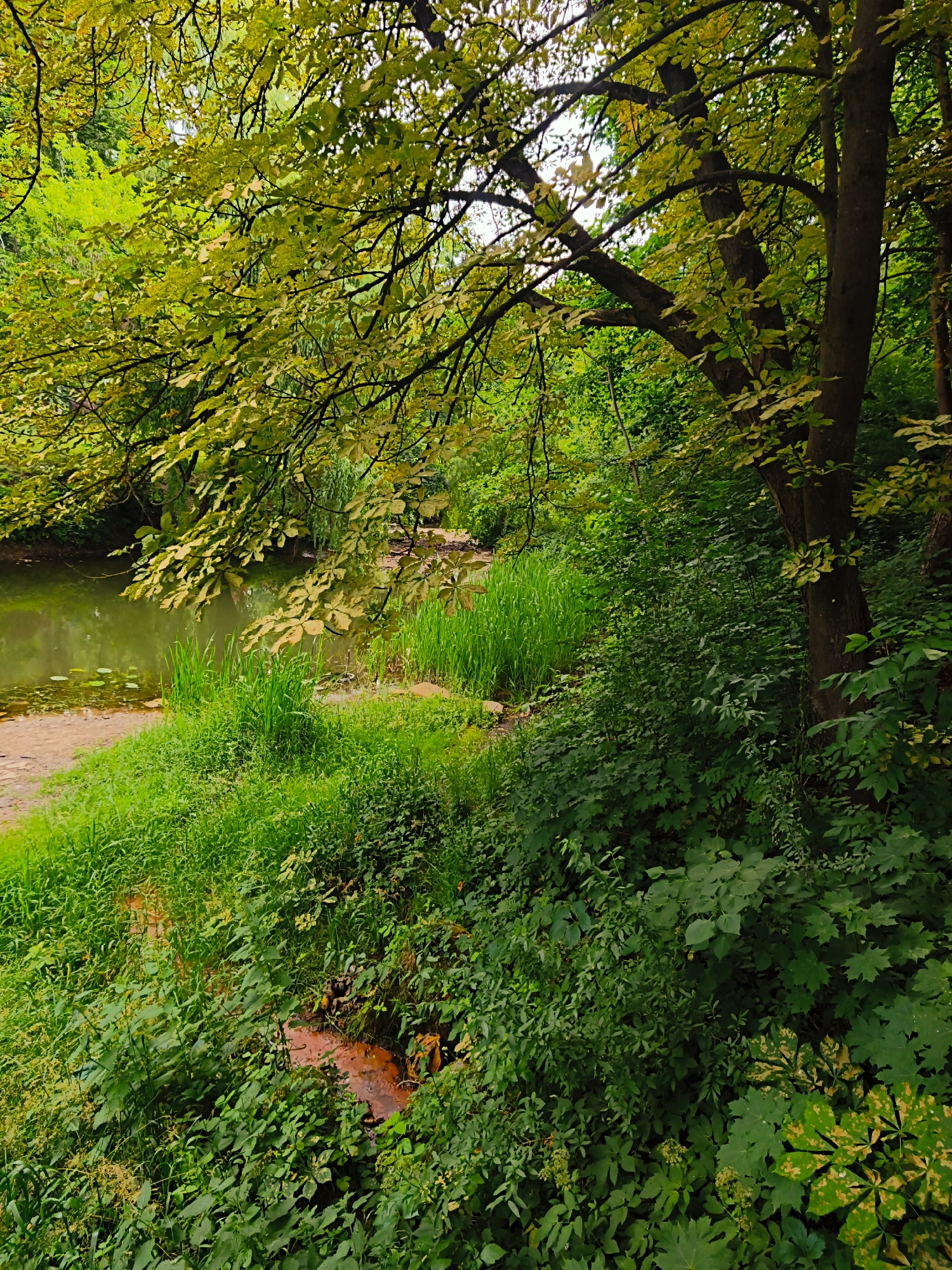 This is a vertical, medium shot of a serene natural scene in Ternopil, Ukraine, likely taken on a calm, overcast day. The foreground is dominated by lush, green vegetation, with tall grasses and various leafy plants spilling down a gentle slope. A small body of calm, greenish water, possibly a pond or a slow-moving stream, occupies the left side of the image. Lily pads are visible floating on the surface of the water.
A dense collection of trees forms the backdrop and frames the scene. The leaves of a large tree in the upper left are a vibrant yellow-green, suggesting it might be late summer or early autumn. Its branches arch over the water. To the right, the trunks of several trees are visible, partially obscured by the dense foliage of smaller trees and bushes. The overall impression is one of natural tranquility and peacefulness, with no visible human presence or man-made objects, aside from the implied path or bank along the water's edge. The lighting is soft, indicating it's not direct sunlight, and the colors are rich and saturated, giving the scene a vibrant, almost dreamlike quality. There is no visible text in the image.