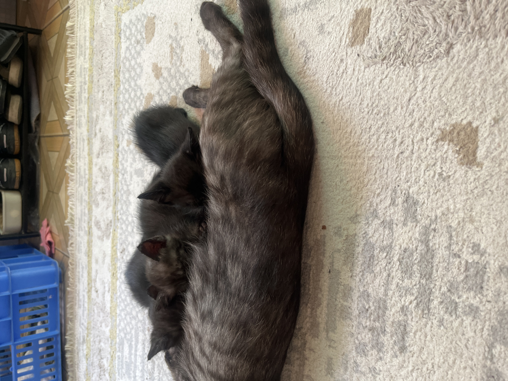 A medium shot captures a mother cat and her kittens napping on a textured rug. The mother cat, dark gray with faint tabby stripes, is lying down, her body filling the lower half of the frame. Three small, black kittens are nestled against her back and side, also asleep. The kittens' ears are pointed, and their fur appears fluffy. The rug has a light cream color with subtle patterned accents. In the upper left background, a bright blue plastic crate is visible, and behind it, a shoe rack with several pairs of shoes can be seen. The flooring appears to be tiled, with a geometric pattern. The scene suggests a domestic setting, likely indoors in a home environment. The image does not provide any specific details or context related to the city of Şïeli, Kazakhstan.