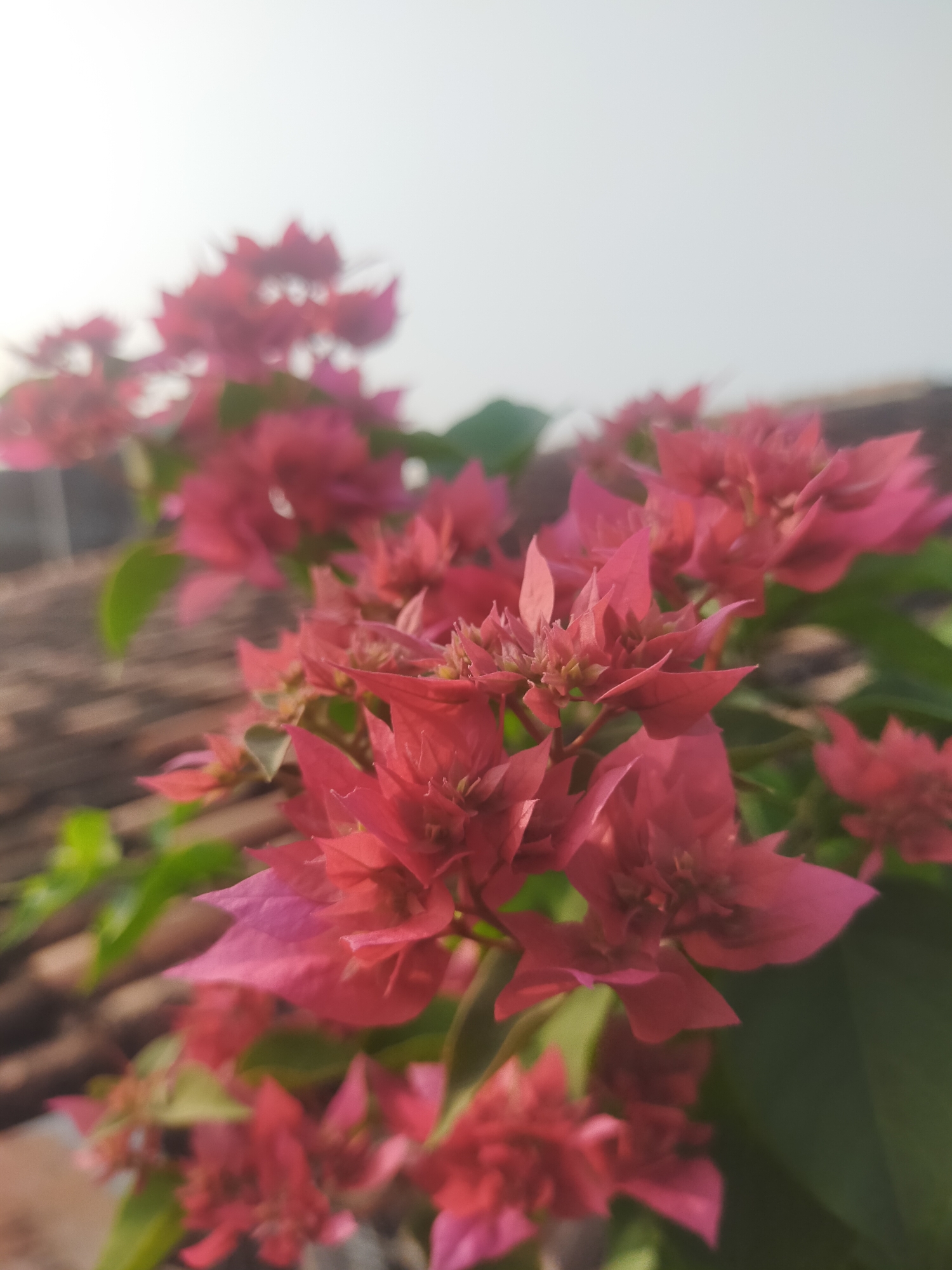 In Tegalandong, Indonesia, a close-up, medium shot captures a cluster of vibrant pink bougainvillea flowers against a bright, overcast sky. The flowers, in various stages of bloom, display delicate, papery petals with hints of purple. Lush green leaves peek through the blossoms, adding depth to the scene. In the background, out of focus, appears to be a weathered, brown tiled roof. The lighting suggests it is daytime, possibly early morning or late afternoon, with a soft, diffused light. There are no people or animals visible in the image.