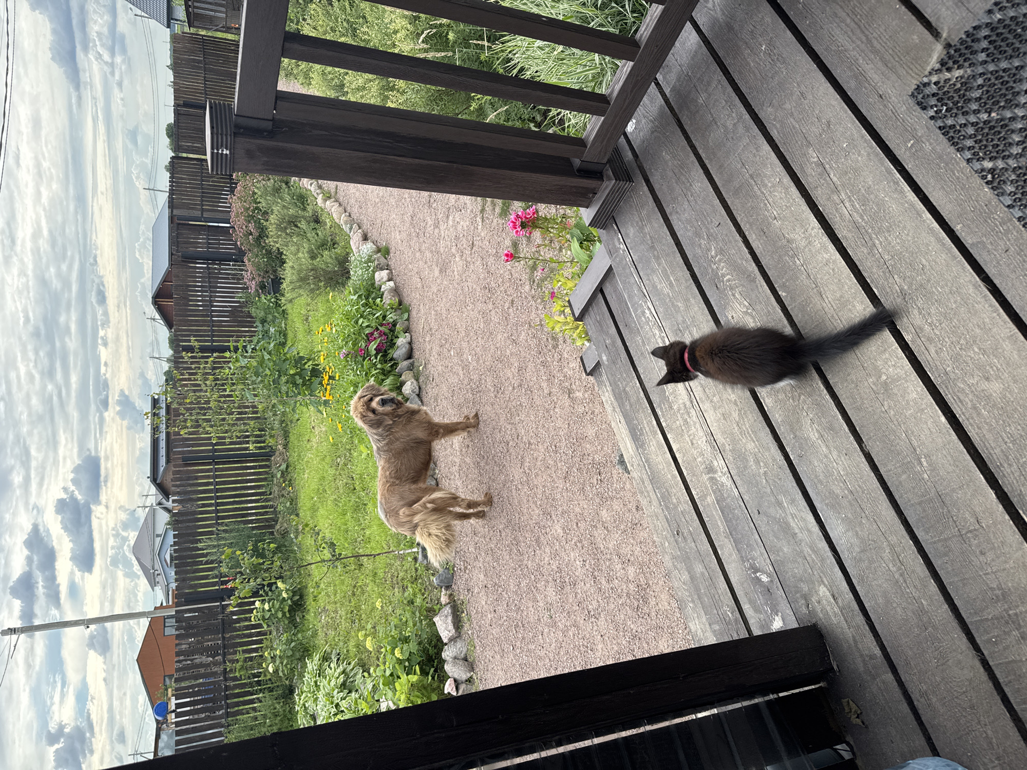 In Kempelevo, Russia, a fluffy, light brown dog stands on a gravel path in a yard. The dog is facing the viewer and appears to be looking towards a wooden porch. On the porch, a small black kitten with a pink collar is seated, facing away from the viewer and towards the dog. The porch is made of weathered wooden planks. In the background, there is a wooden fence, green grass, and various plants and flowers. Several houses and buildings can be seen beyond the fence, under a cloudy sky.
