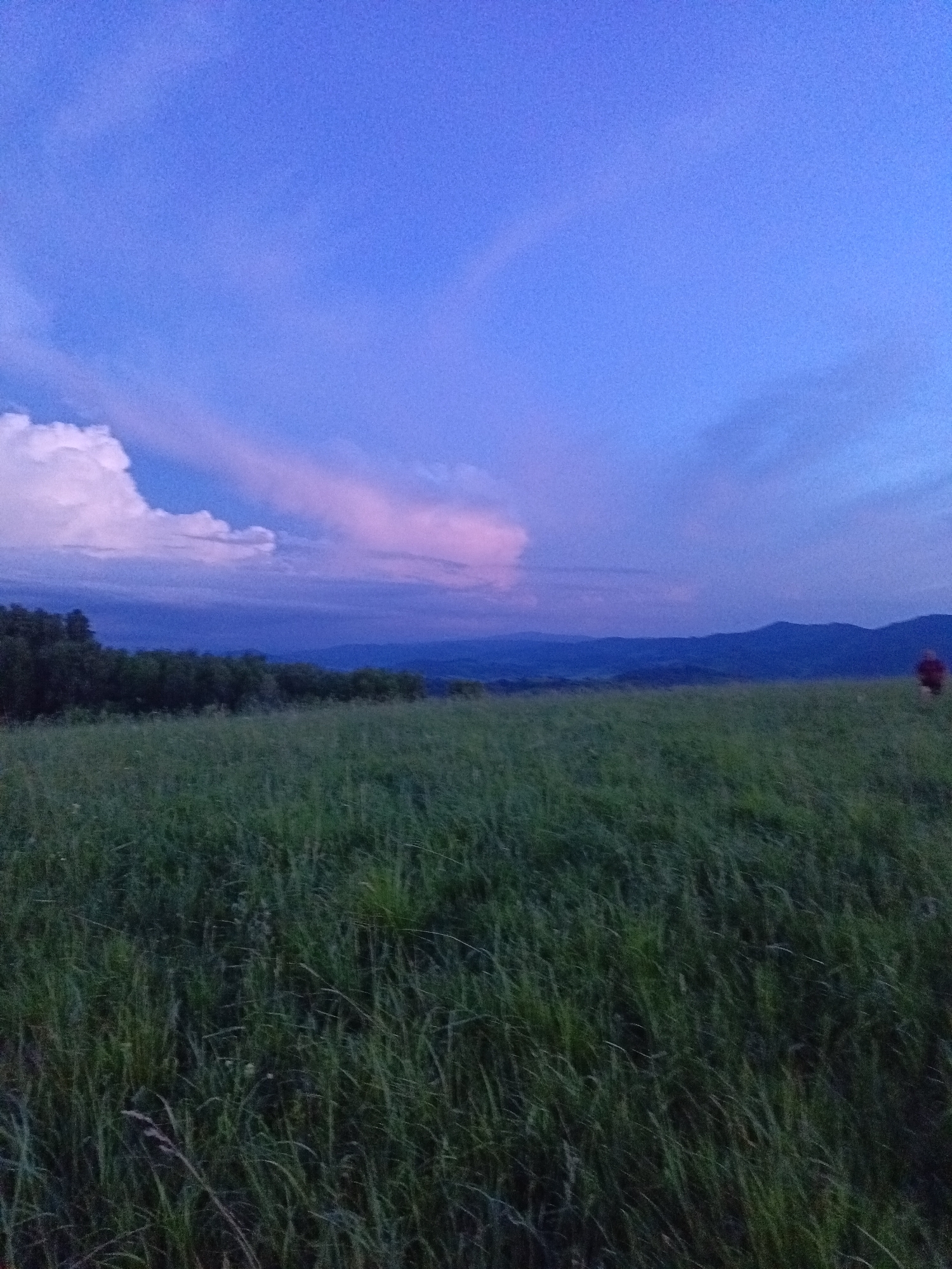 The image depicts a wide, grassy field under a twilight sky, possibly in or around Sadovyi, Russia. The sky is a deep blue with streaks of pink and white clouds, illuminated by the setting sun. In the distance, a line of dark trees borders the field, behind which lie rolling hills and mountains. On the right side of the field, a solitary person in a red top can be seen in the distance. The grass in the foreground is tall and green, with some blades appearing to sway. The overall atmosphere is serene and natural.
