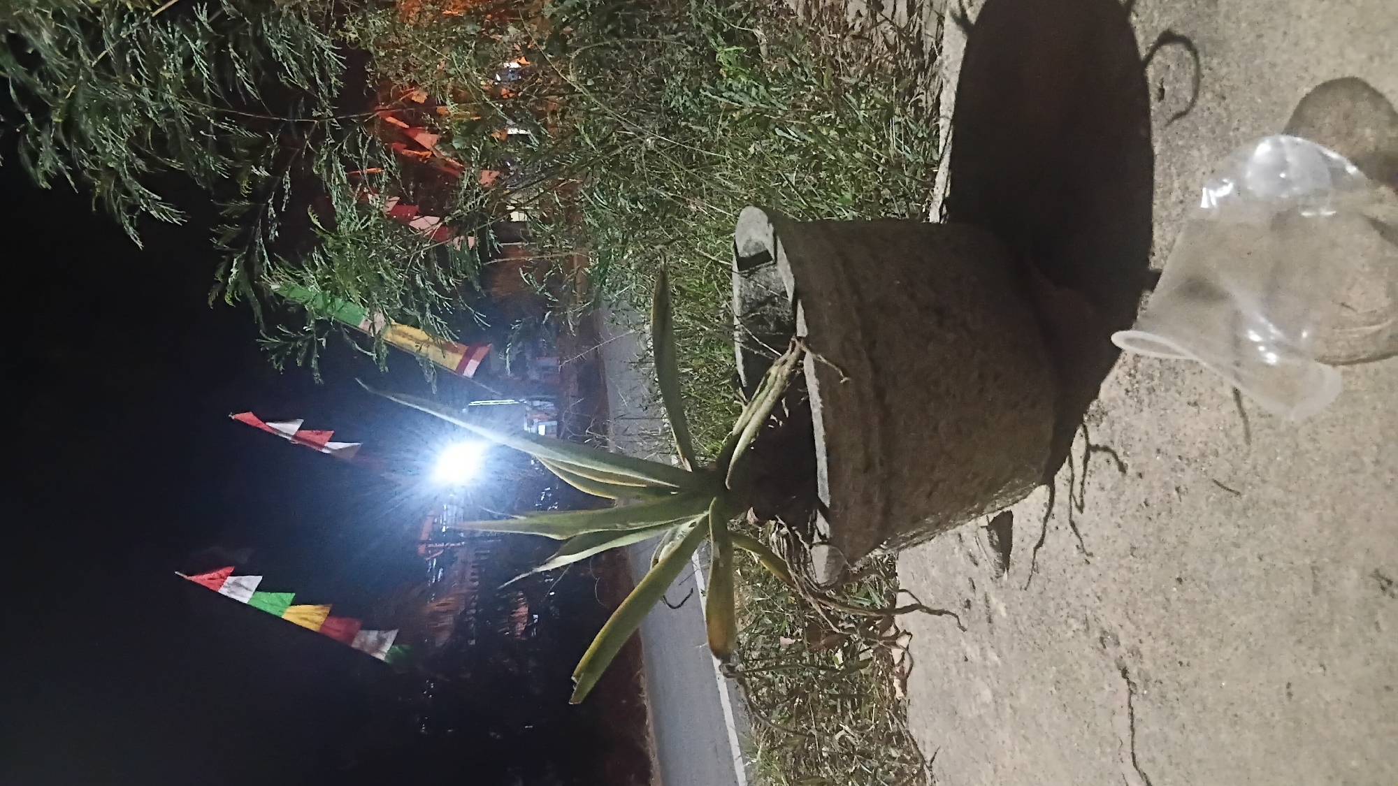 The image depicts an outdoor scene at night, possibly in the city of Prabumulih, Indonesia. A potted plant, likely an agave, sits on a concrete surface. The plant appears somewhat dry, with some of its lower leaves drooping and exposed roots visible. Behind the plant, a road is faintly visible, and further back, a bright light source illuminates the area, creating a strong glare. Several colorful flags are strung across the scene, appearing to be a series of smaller flags in a banner. To the right, a dense cluster of green foliage is present. In the foreground, a crumpled clear plastic cup is discarded on the concrete. The overall impression is one of a somewhat neglected outdoor space illuminated by artificial light, with elements suggesting a festive occasion indicated by the flags.