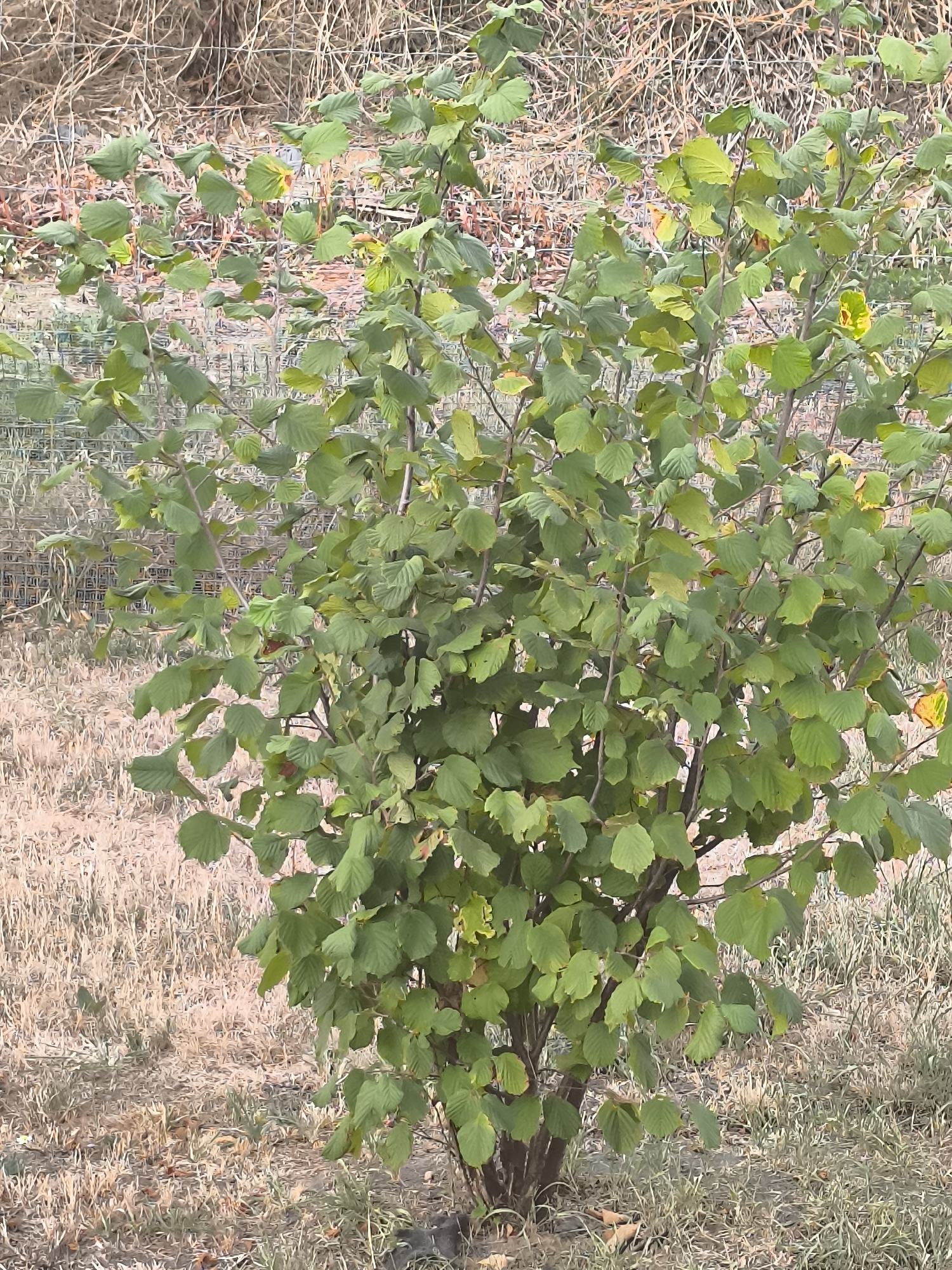 A medium shot captures a hazelnut bush in Duttlenheim, France, with its branches laden with lush green leaves. The bush is situated in a dry, grassy area with some withered stalks of hay in the background, suggesting it might be autumn or a dry season. A wire fence can be seen behind the bush, indicating a boundary or enclosure. The lighting is natural, casting soft shadows and highlighting the vibrant green of the foliage. No people are present in the scene.